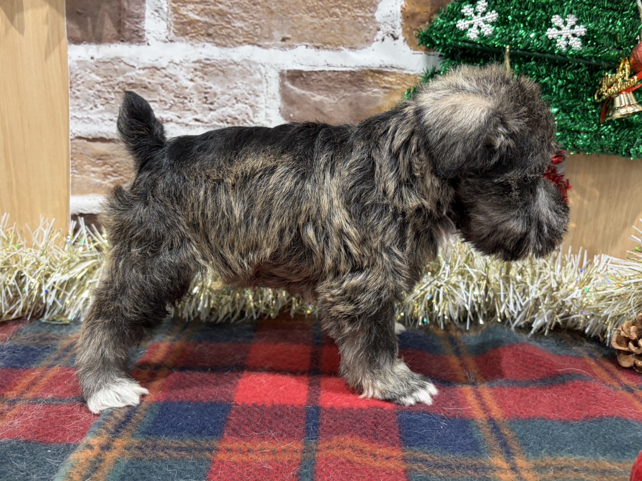 福島県のミニチュアシュナウザー (ペッツワン会津若松店/2025年10月16日生まれ/男の子/ソルトペッパー)の子犬の3枚目の画像