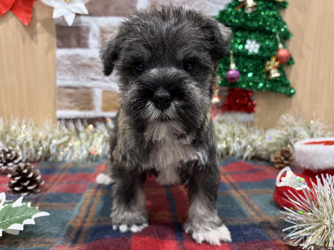 福島県のミニチュアシュナウザー (ペッツワン会津若松店/2025年10月16日生まれ/男の子/ソルトペッパー)の子犬の1枚目の画像