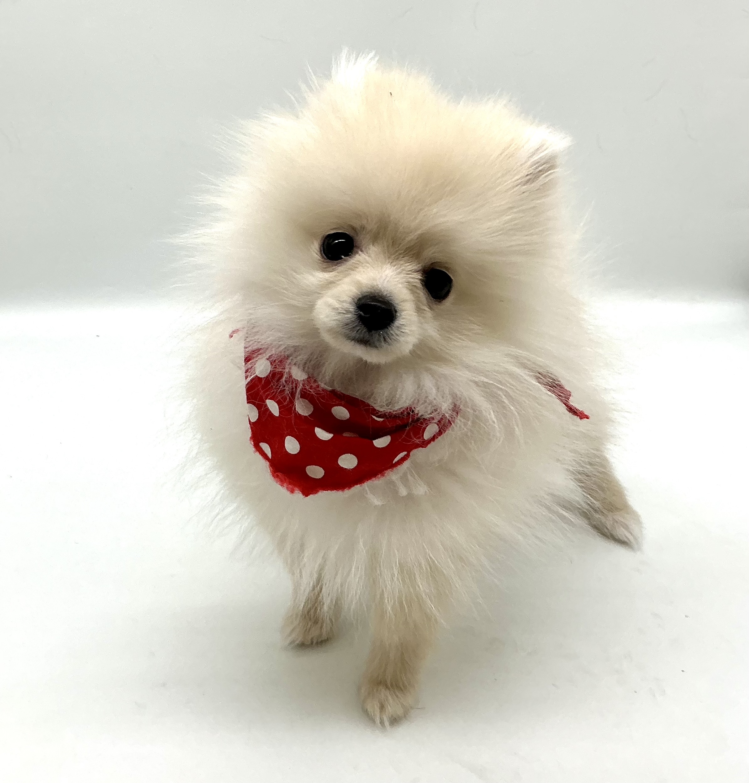 埼玉県のポメラニアン (ペッツワン鶴ヶ島店/2025年9月15日生まれ/男の子/クリーム)の子犬の2枚目の画像