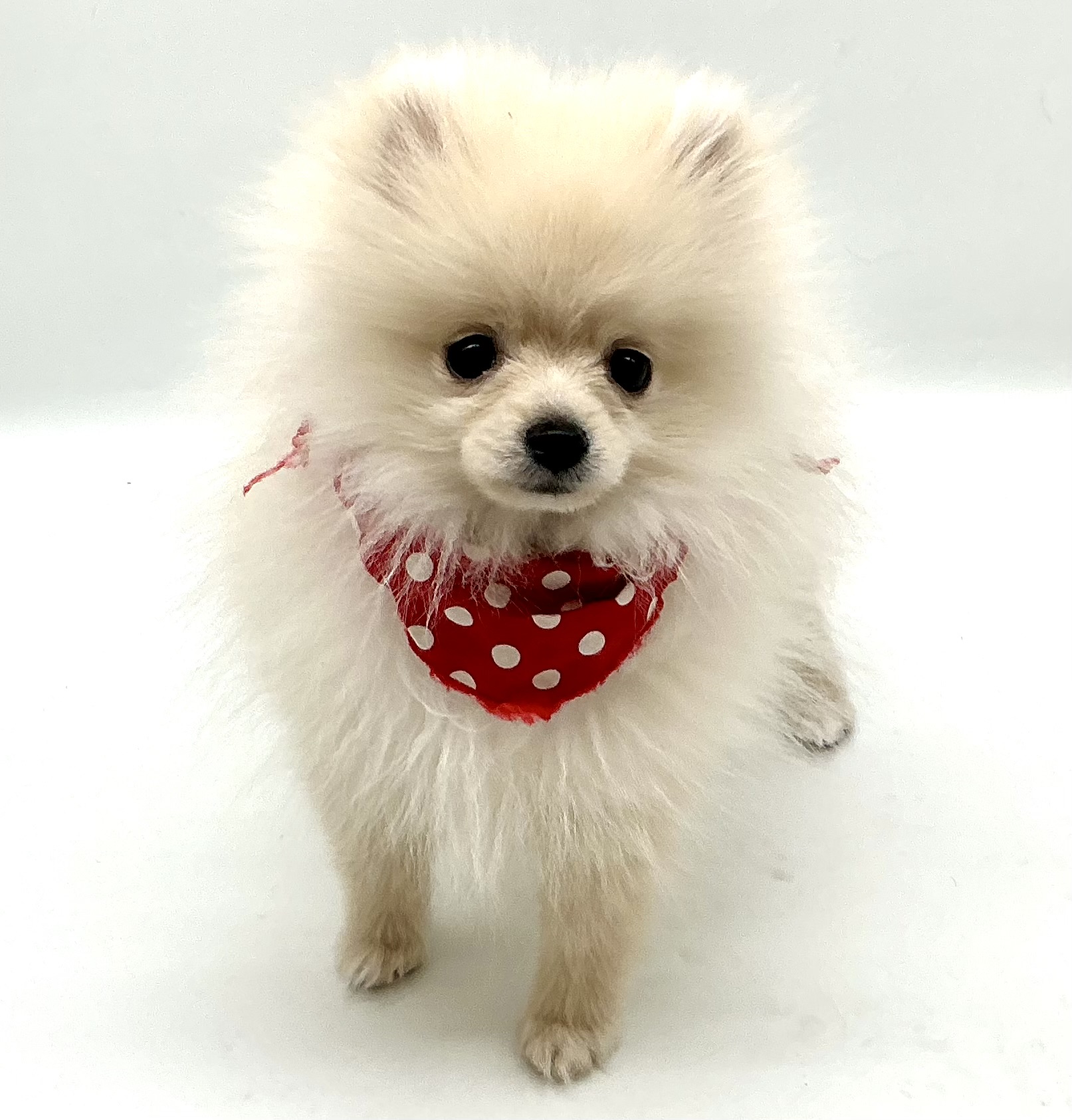 埼玉県のポメラニアン (ペッツワン鶴ヶ島店/2025年9月15日生まれ/男の子/クリーム)の子犬の1枚目の画像