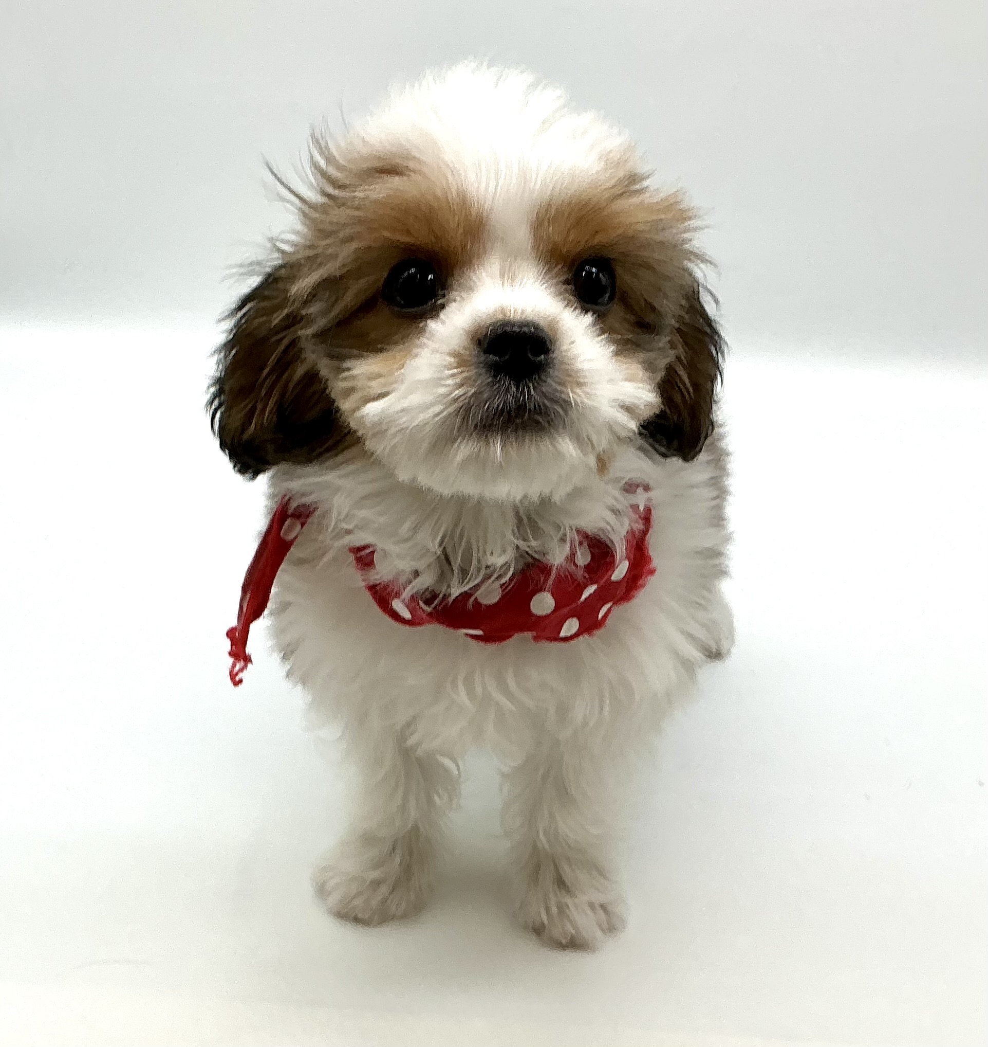 埼玉県のハーフ犬・ミックス犬 (ペッツワン鶴ヶ島店/2025年9月22日生まれ/男の子/ゴールドホワイト)の子犬の1枚目の画像