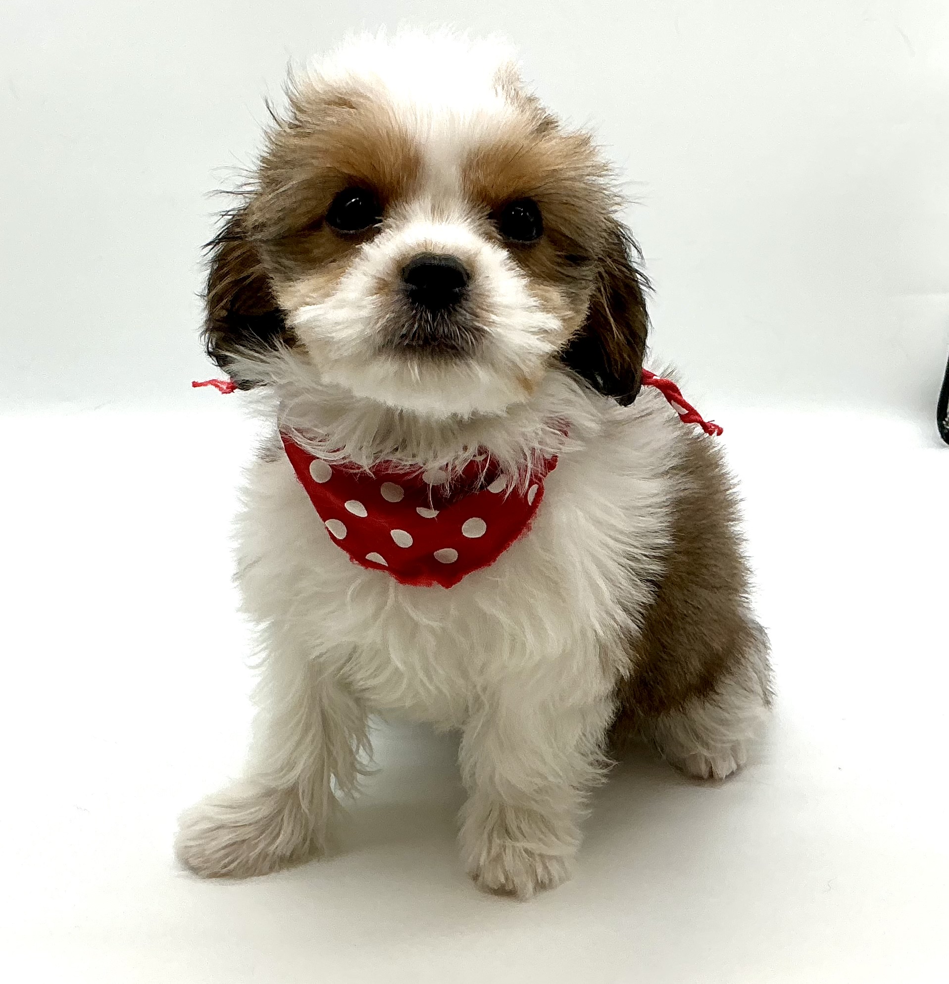 埼玉県のハーフ犬・ミックス犬 (ペッツワン鶴ヶ島店/2025年9月22日生まれ/男の子/ゴールドホワイト)の子犬の2枚目の画像