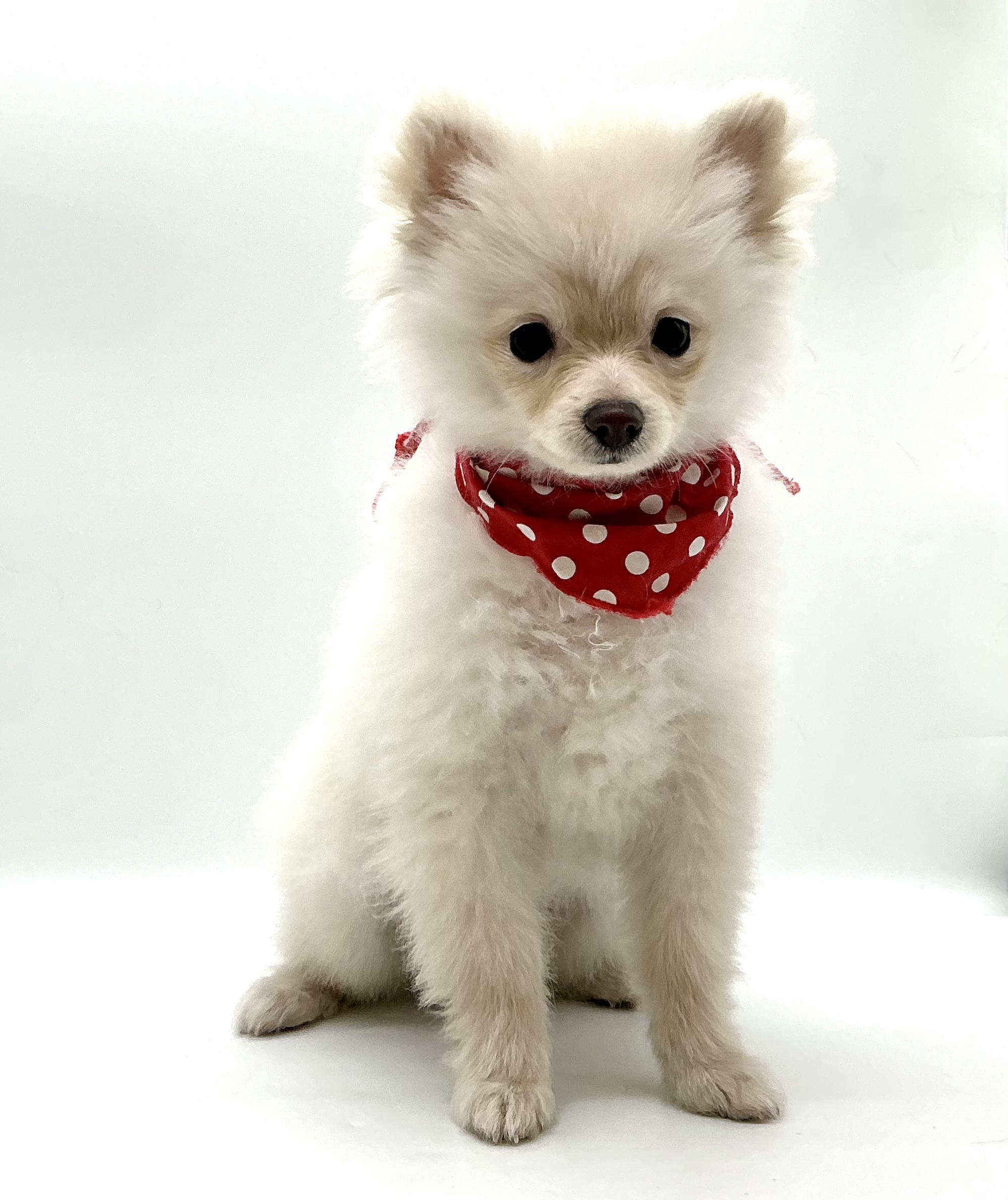 埼玉県のポメラニアン (ペッツワン鶴ヶ島店/2025年8月19日生まれ/男の子/クリーム)の子犬の1枚目の画像