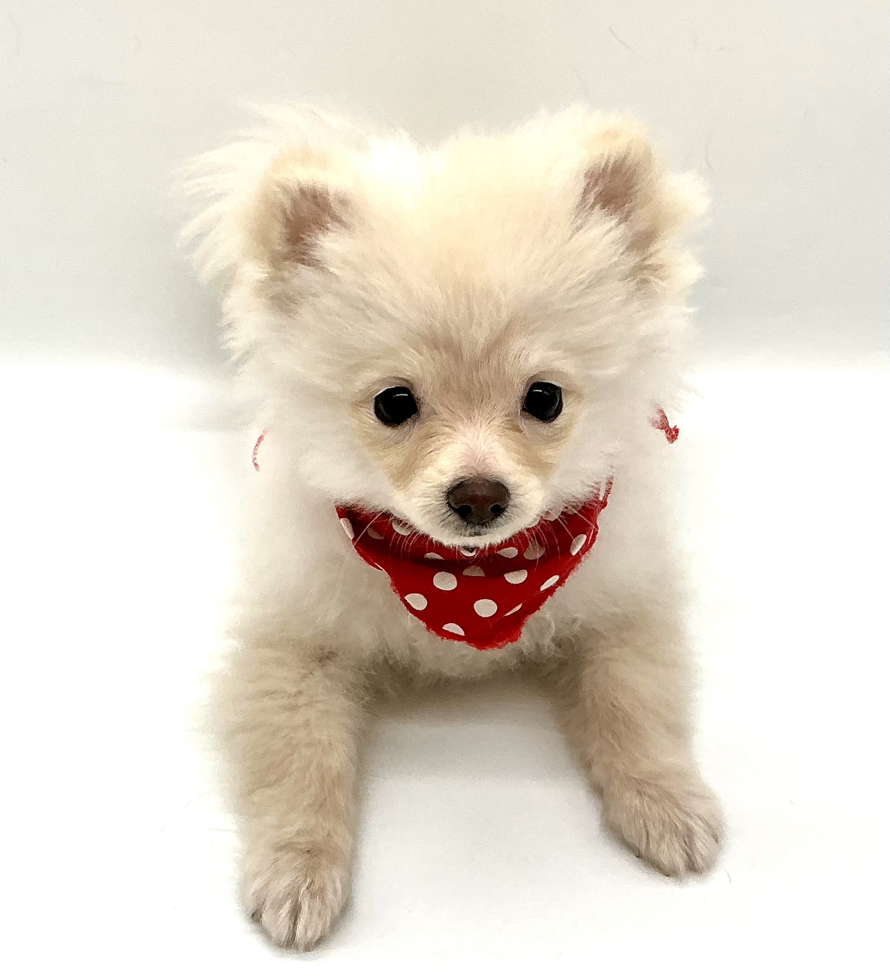 埼玉県のポメラニアン (ペッツワン鶴ヶ島店/2025年8月19日生まれ/男の子/クリーム)の子犬の2枚目の画像