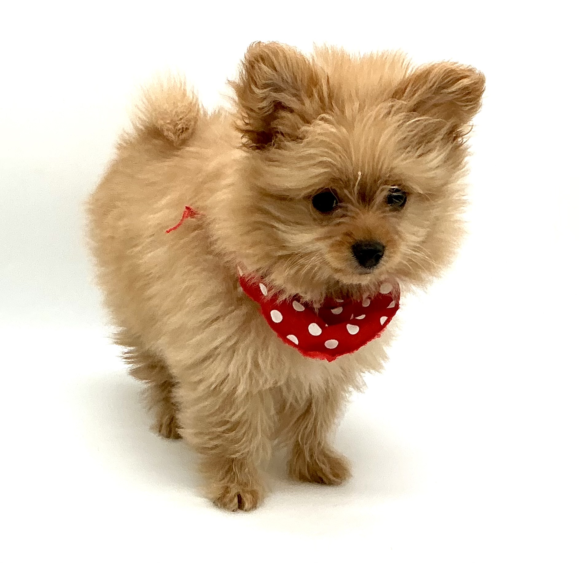 埼玉県のハーフ犬・ミックス犬 (ペッツワン鶴ヶ島店/2025年9月29日生まれ/男の子/アプリコット)の子犬の2枚目の画像