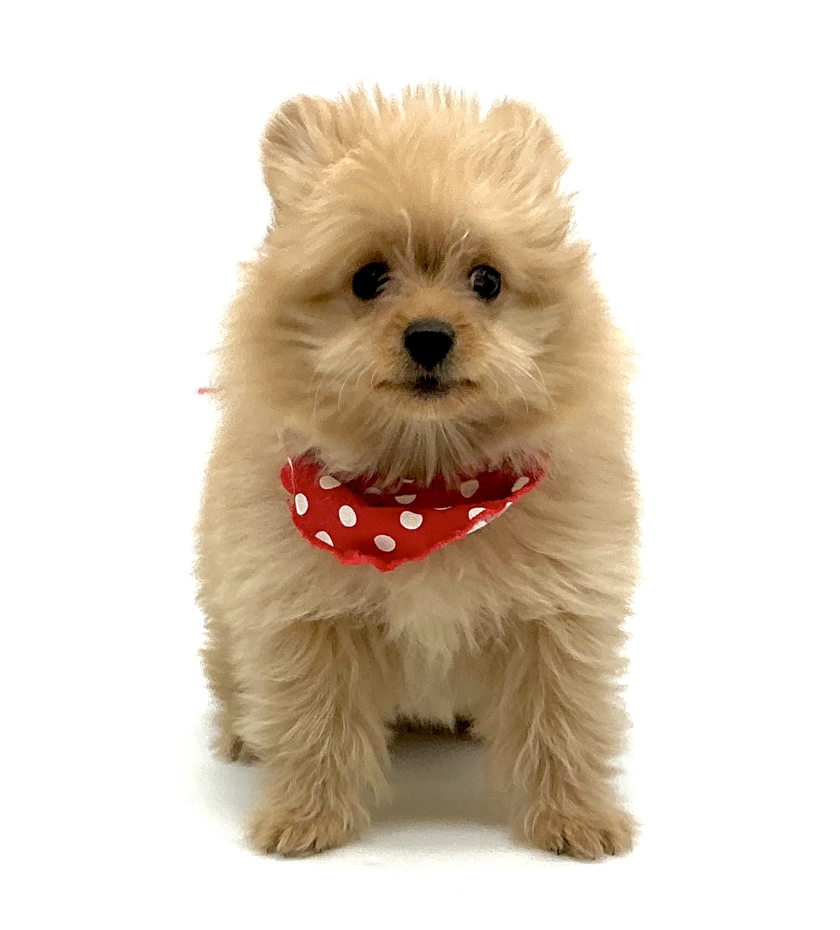 埼玉県のハーフ犬・ミックス犬 (ペッツワン鶴ヶ島店/2025年9月29日生まれ/男の子/アプリコット)の子犬の1枚目の画像