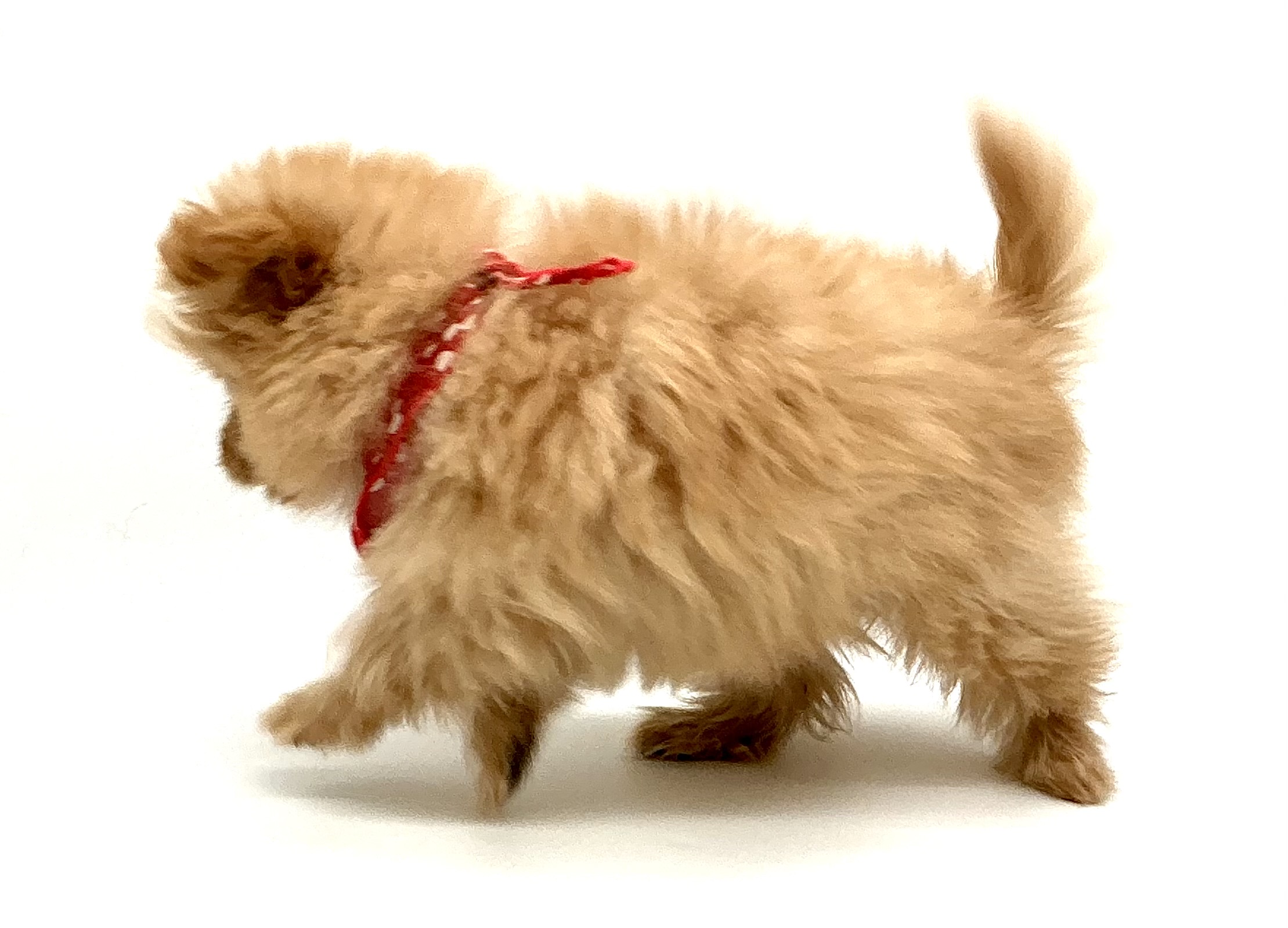 埼玉県のハーフ犬・ミックス犬 (ペッツワン鶴ヶ島店/2025年9月29日生まれ/男の子/アプリコット)の子犬の3枚目の画像