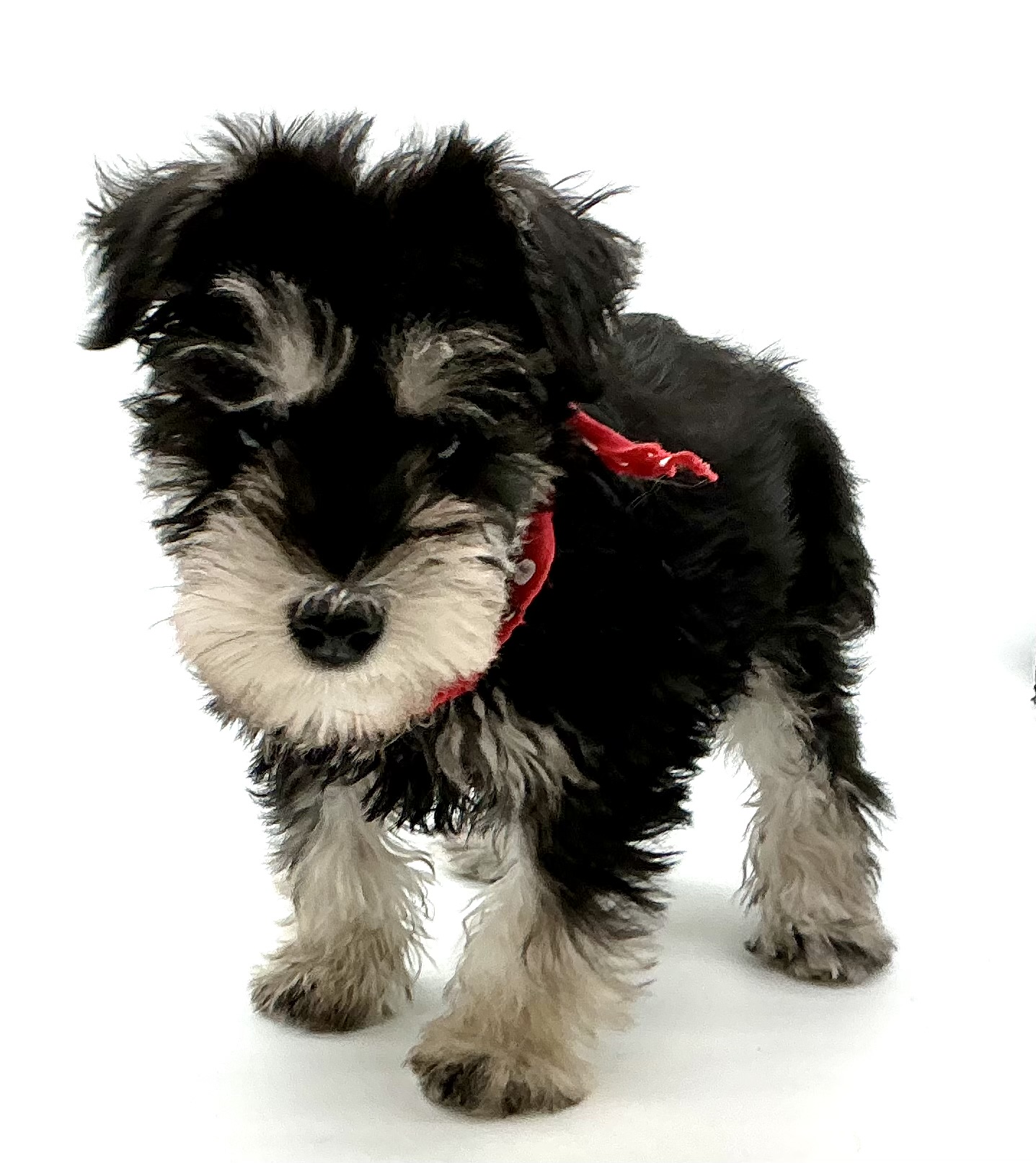 埼玉県のミニチュアシュナウザー (ペッツワン鶴ヶ島店/2025年9月30日生まれ/男の子/ブラックシルバー)の子犬の2枚目の画像