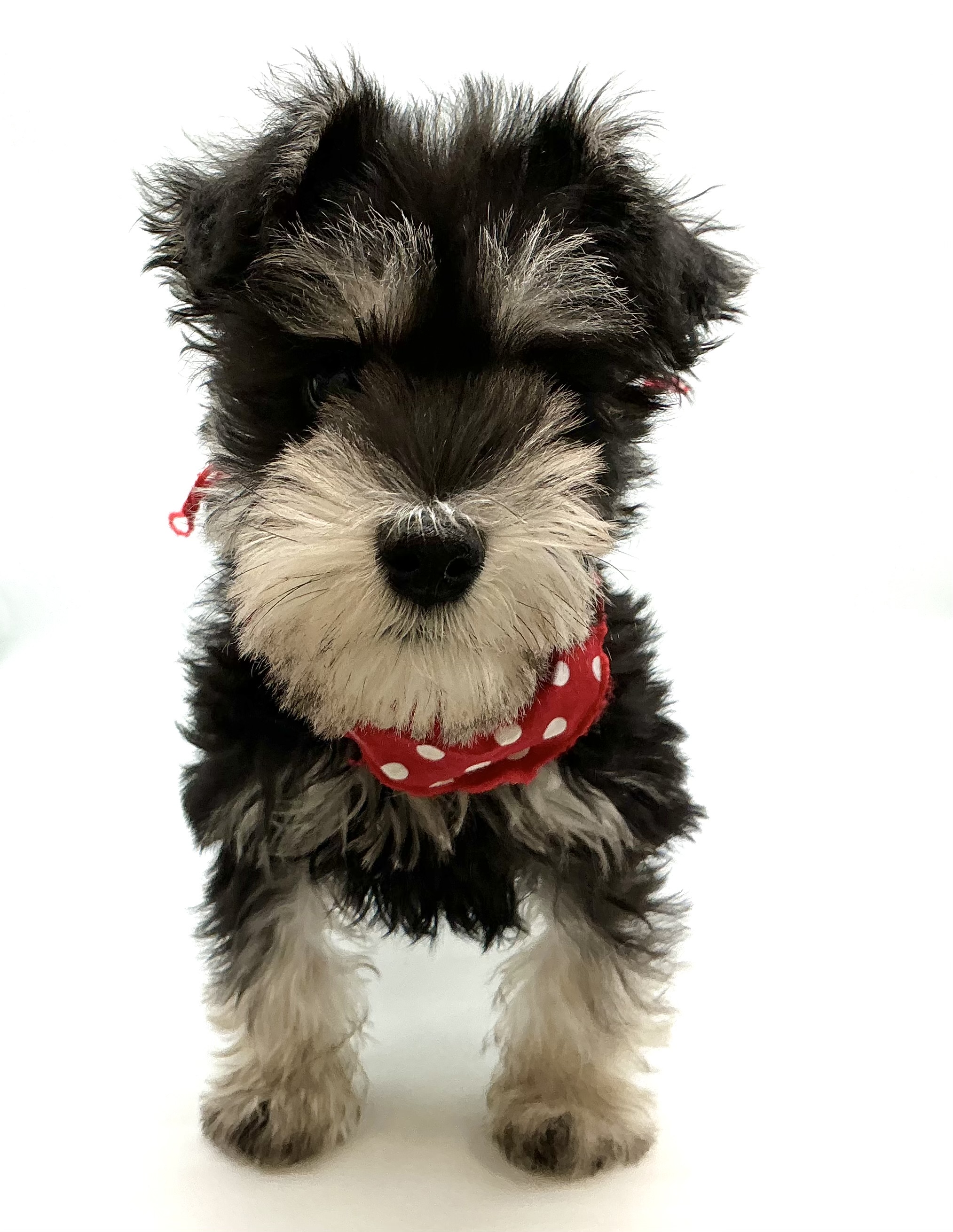 埼玉県のミニチュアシュナウザー (ペッツワン鶴ヶ島店/2025年9月30日生まれ/男の子/ブラックシルバー)の子犬の1枚目の画像