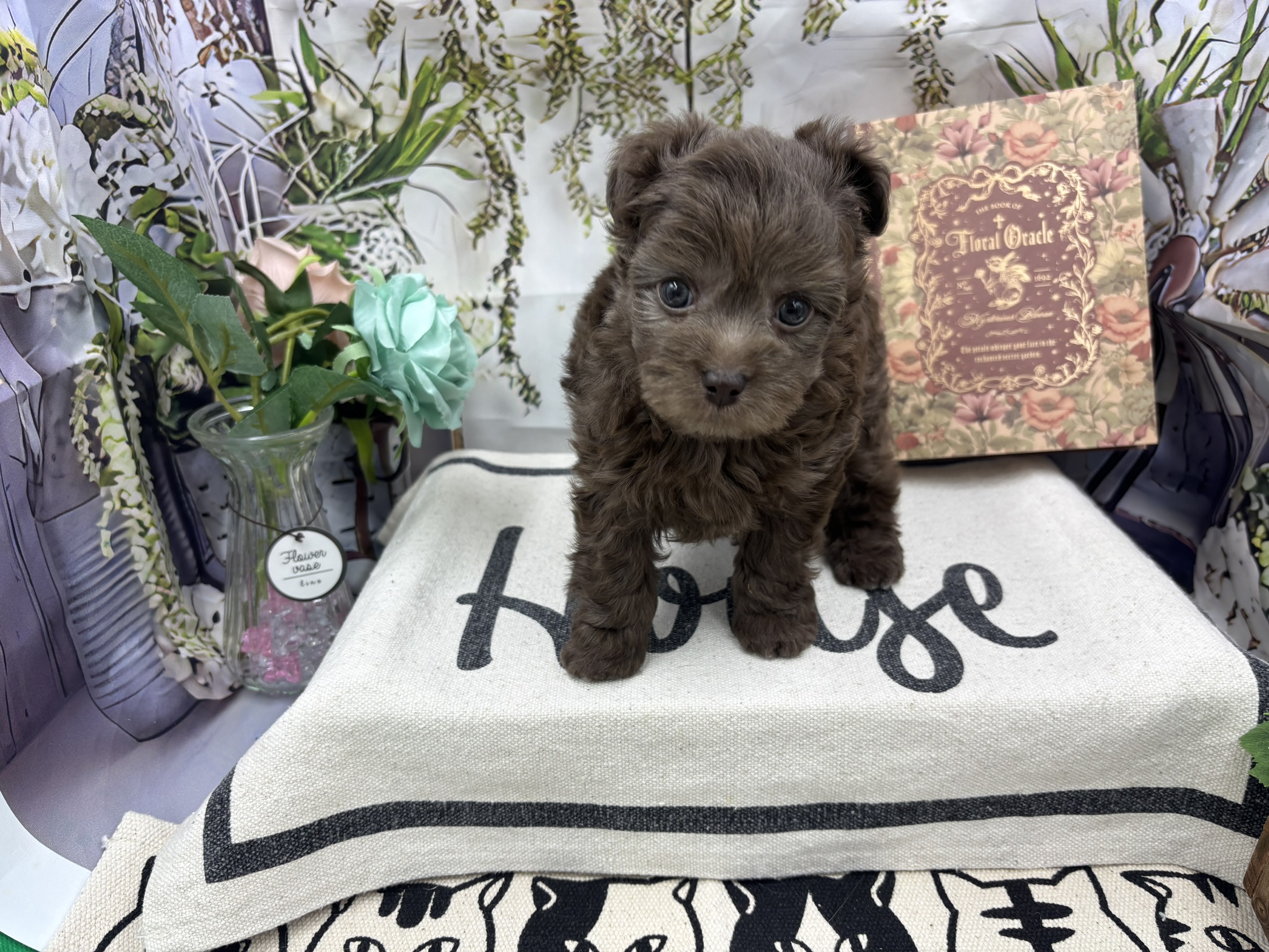 群馬県のハーフ犬・ミックス犬 (ペッツワン前橋小島田店/2025年10月31日生まれ/男の子/ブラウン)の子犬