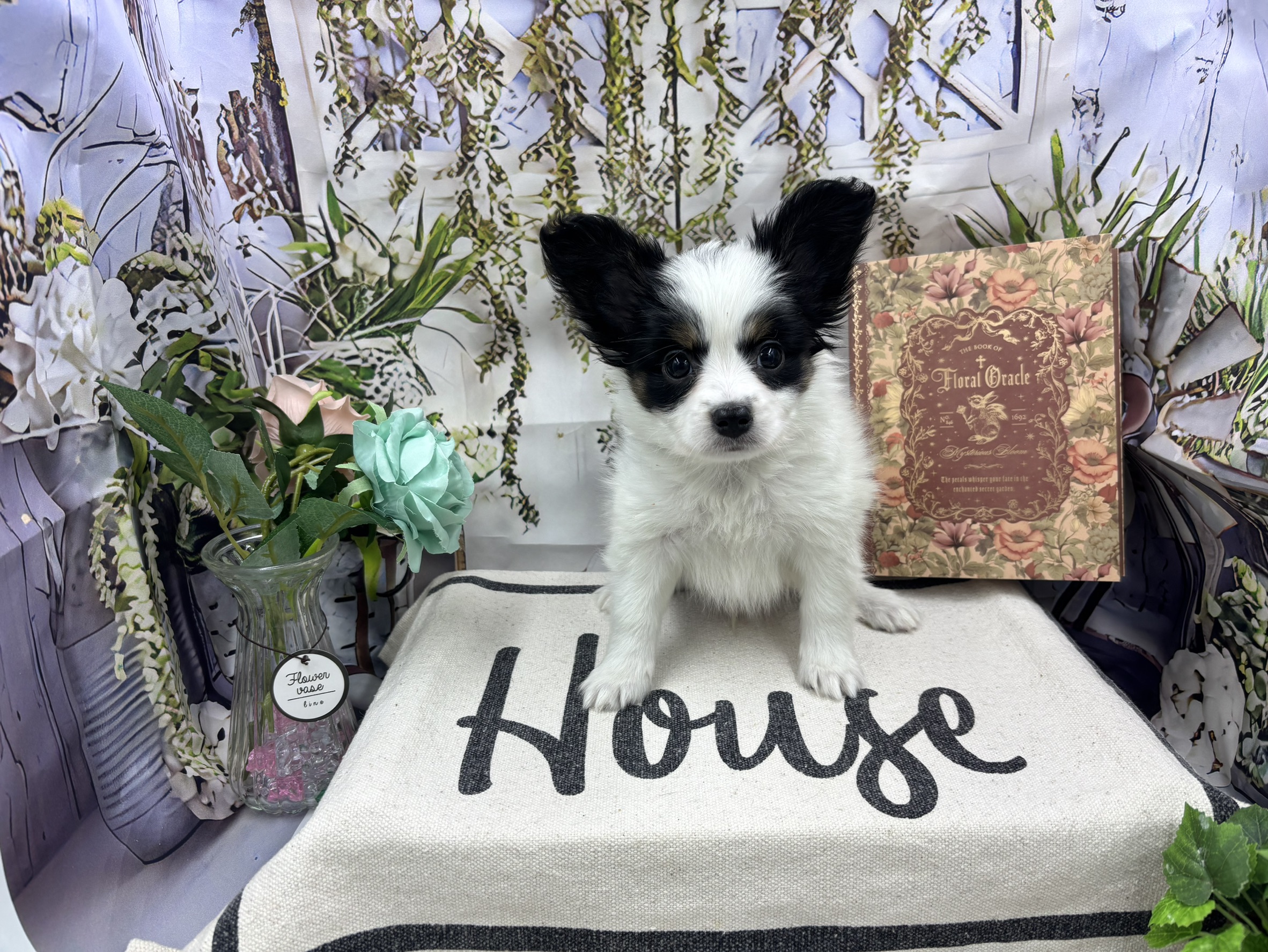 群馬県のパピヨン (ペッツワン前橋小島田店/2025年11月1日生まれ/男の子/トライカラー)の子犬