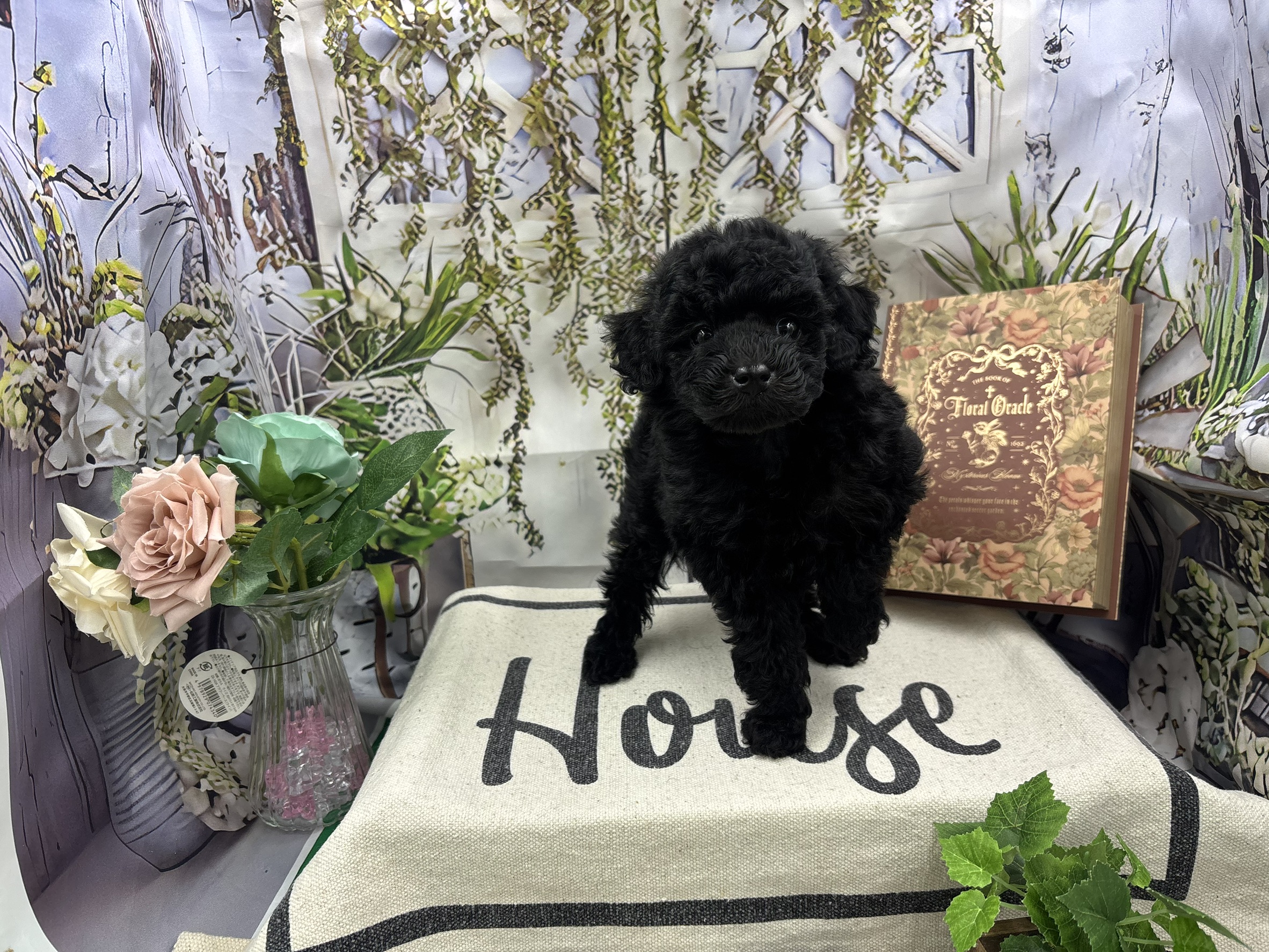 群馬県のトイプードル(トイ) (ペッツワン前橋小島田店/2025年11月1日生まれ/女の子/ブラック)の子犬