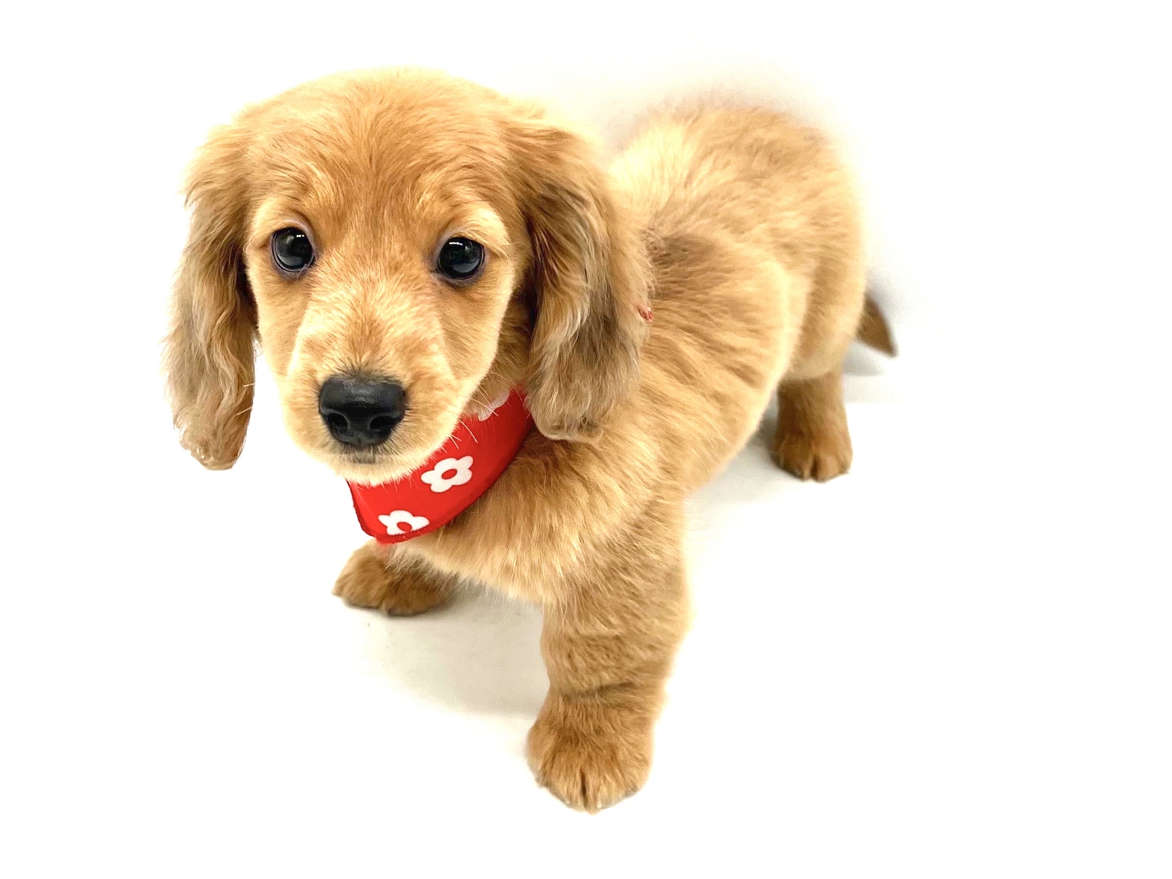 埼玉県のミニチュアダックスフンド(ロング) (ペッツワンなめがわモール店/2025年9月30日生まれ/男の子/レッド)の子犬