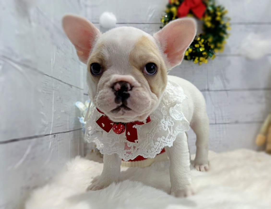 滋賀県のフレンチブルドッグ (ペッツワン堅田店/2025年10月22日生まれ/女の子/クリーム)の子犬の2枚目の画像