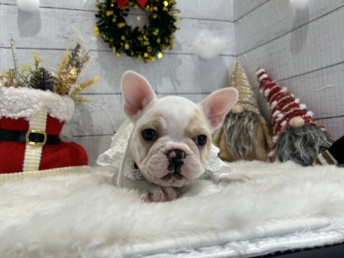 滋賀県のフレンチブルドッグ (ペッツワン堅田店/2025年10月22日生まれ/女の子/クリーム)の子犬の1枚目の画像