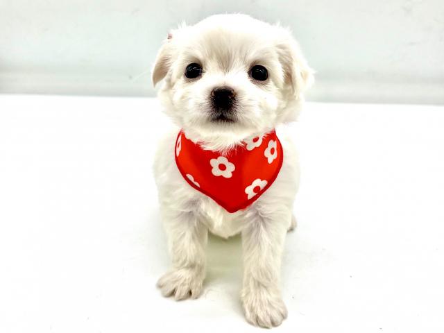 埼玉県のハーフ犬・ミックス犬 (ペッツワンなめがわモール店/2025年10月18日生まれ/男の子/ホワイト)の子犬