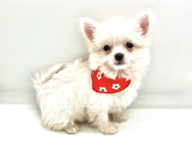 埼玉県のハーフ犬・ミックス犬 (ペッツワンなめがわモール店/2025年10月6日生まれ/男の子/ホワイト)の子犬