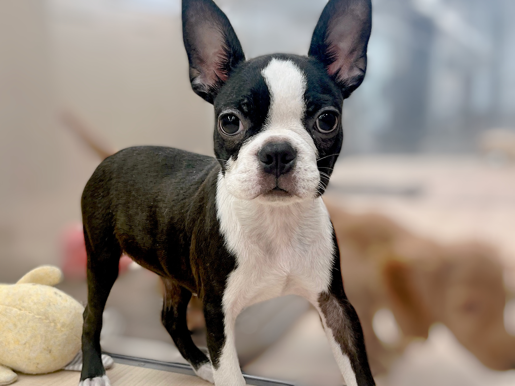 福島県のボストンテリア (ペッツワン郡山富田店/2025年8月22日生まれ/男の子/ボストンカラー)の子犬