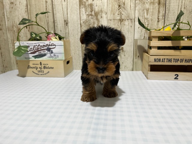 静岡県のヨークシャーテリア (ペッツワン浜松都田テクノ店/2025年10月30日生まれ/女の子/スチールブルータン)の子犬