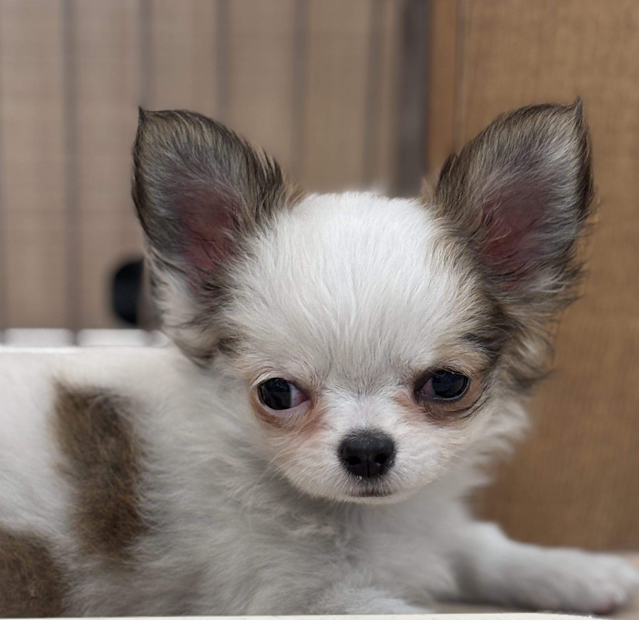 千葉県のチワワ(ロング) (ペッツワン八街店/2025年10月12日生まれ/女の子/ホワイトレッド)の子犬