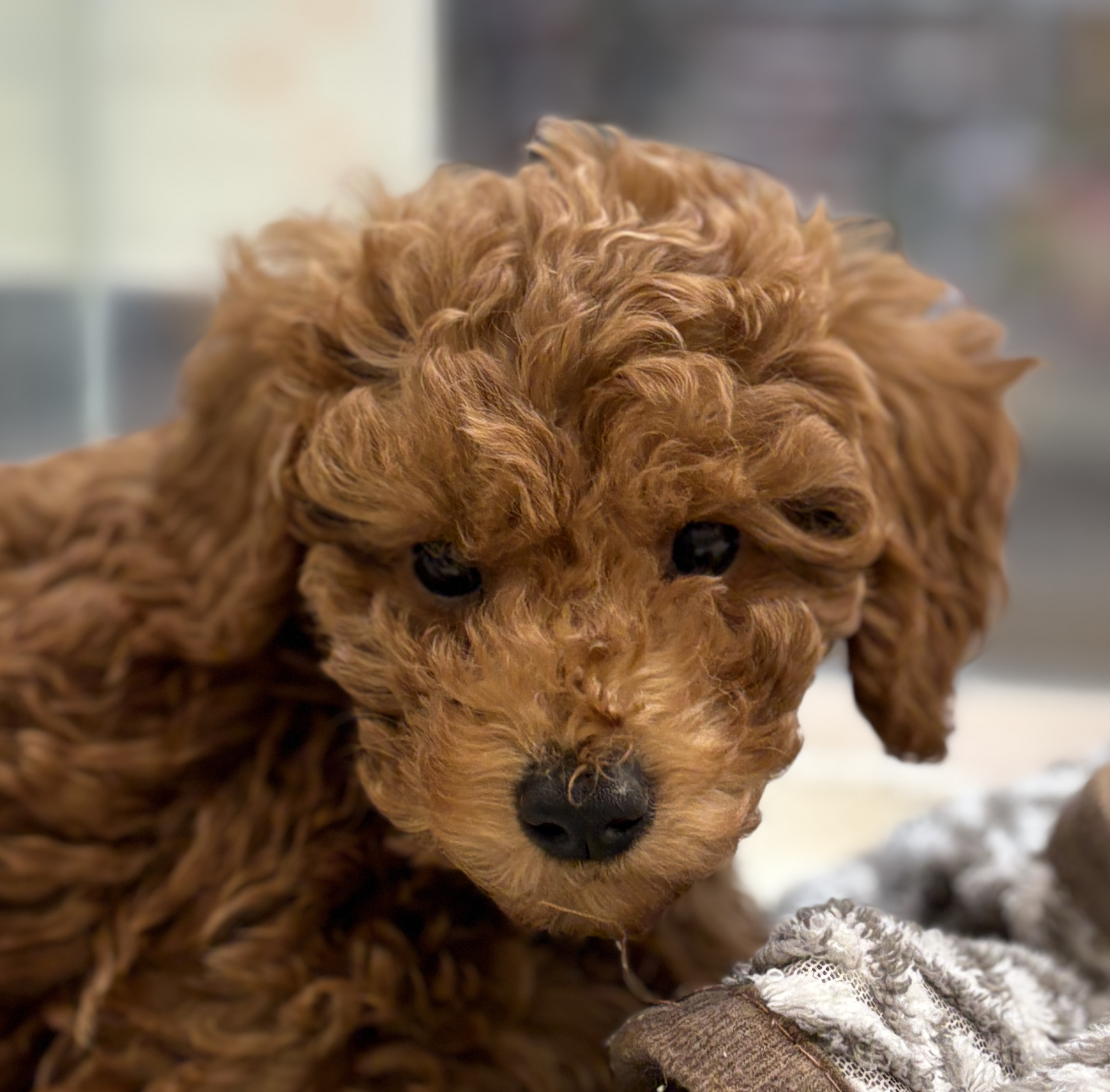 千葉県のトイプードル(トイ) (ペッツワン八街店/2025年10月5日生まれ/男の子/レッド)の子犬