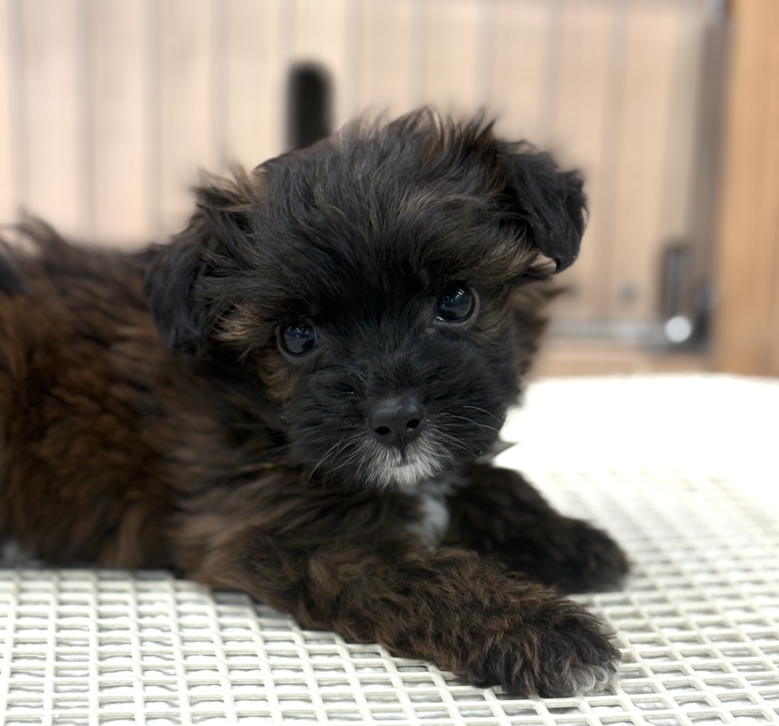 千葉県のハーフ犬・ミックス犬 (ペッツワン八街店/2025年10月26日生まれ/男の子/レッド)の子犬