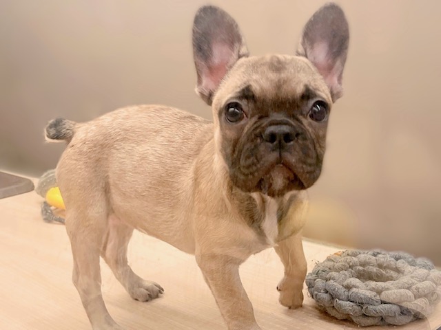 福島県のフレンチブルドッグ (ペッツワン郡山富田店/2025年10月10日生まれ/女の子/フォーン)の子犬