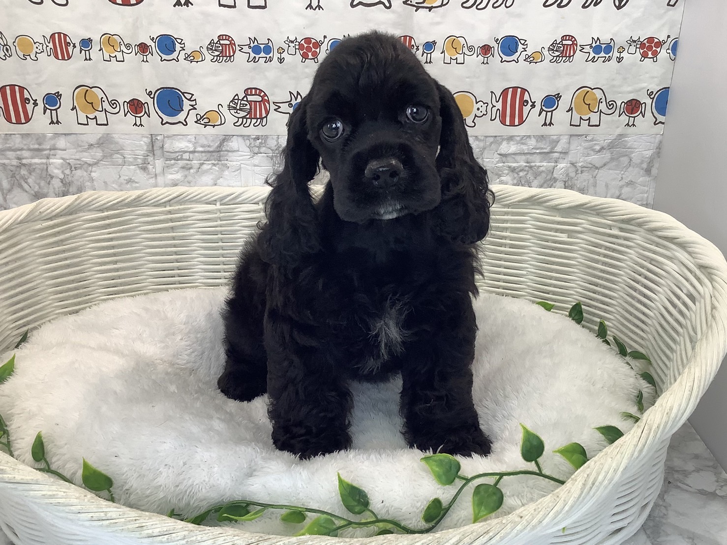 アメリカン・コッカー・スパニエル - 岡崎美合 | ペッツワン