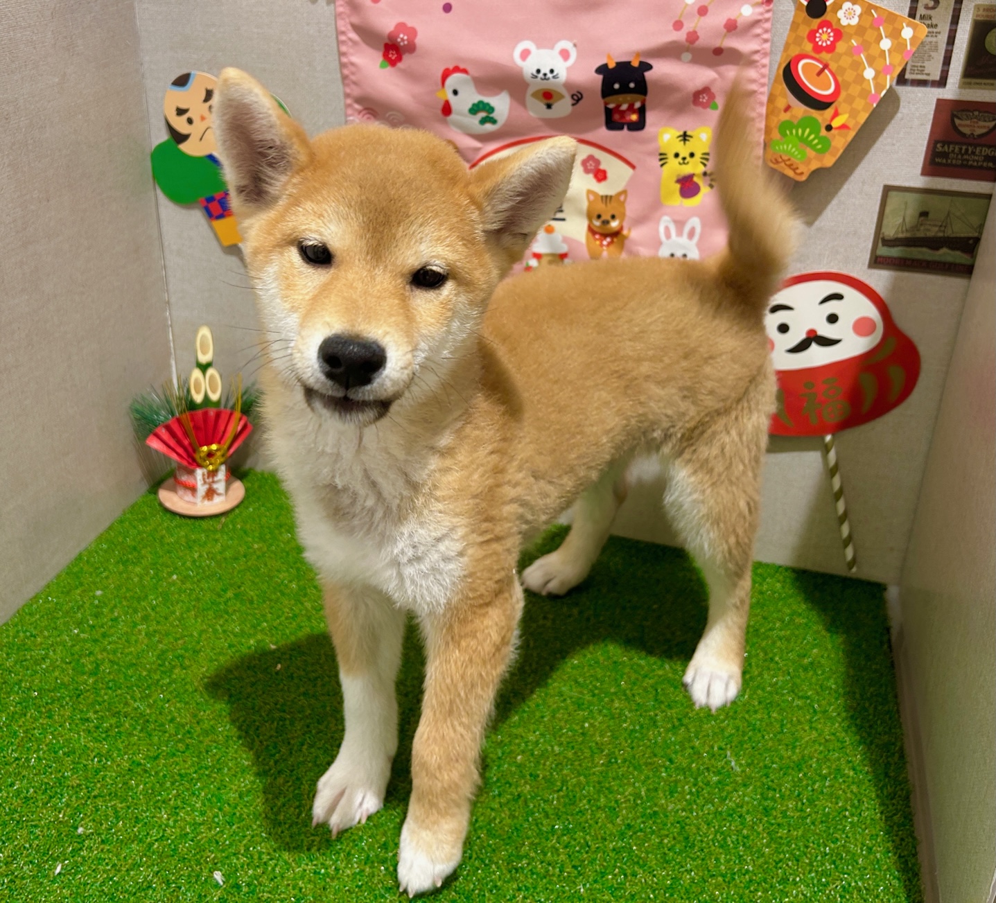 茨城県の柴犬(標準サイズ) (ペッツワン水戸店/2025年9月14日生まれ/男の子/赤)の子犬の2枚目の画像