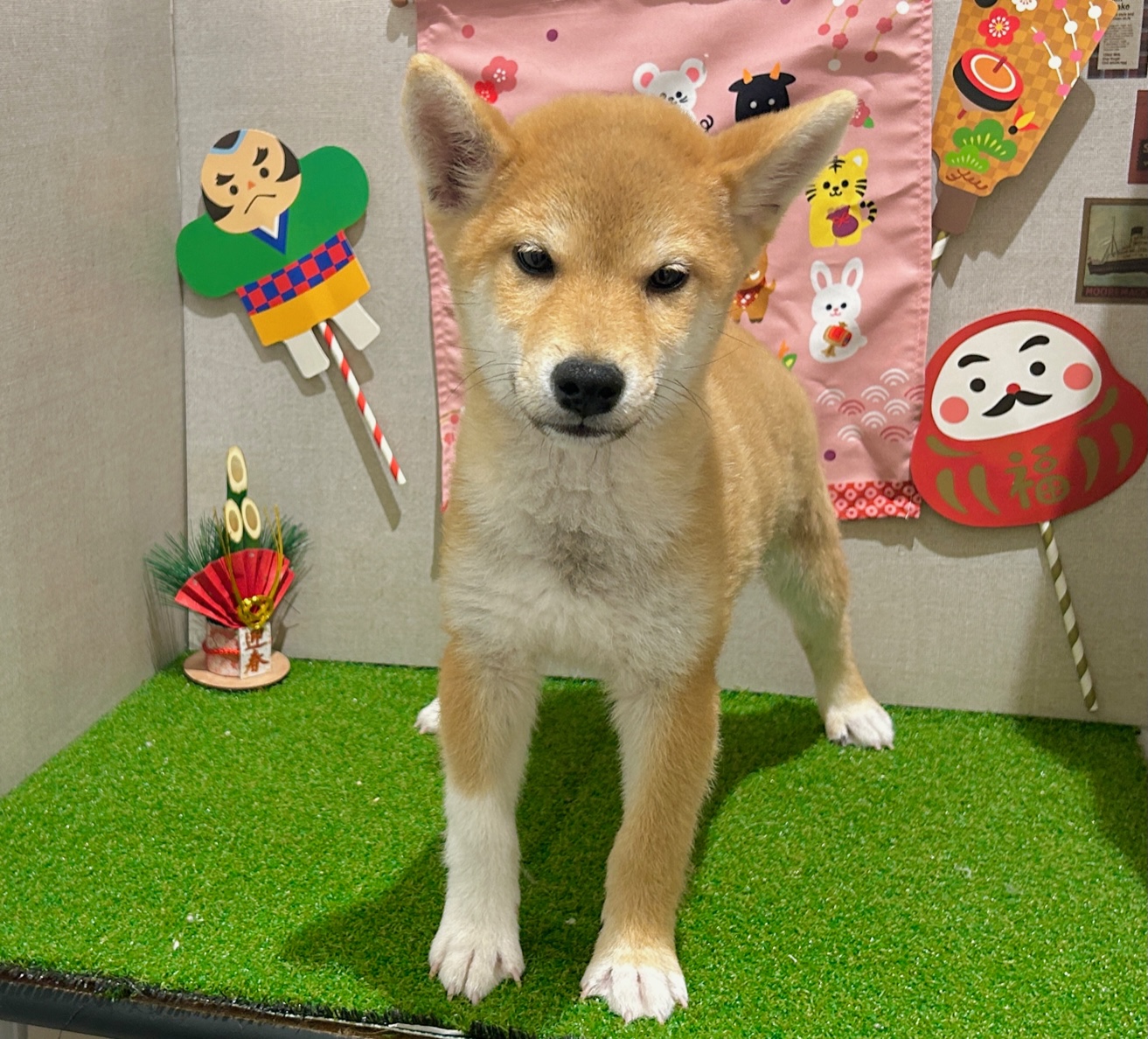 茨城県の柴犬(標準サイズ) (ペッツワン水戸店/2025年9月14日生まれ/男の子/赤)の子犬の3枚目の画像