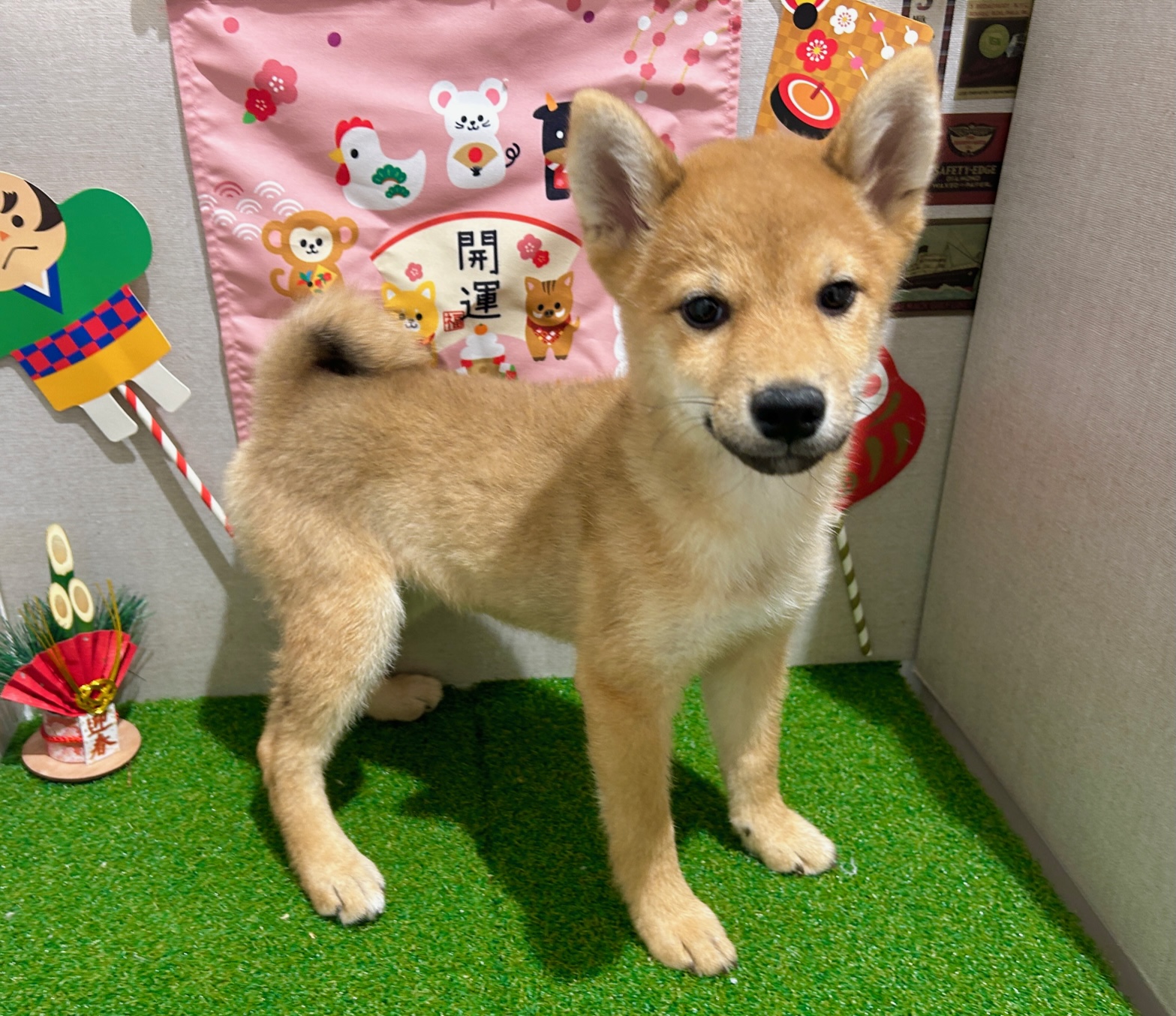 茨城県の柴犬(標準サイズ) (ペッツワン水戸店/2025年9月14日生まれ/女の子/赤)の子犬の2枚目の画像