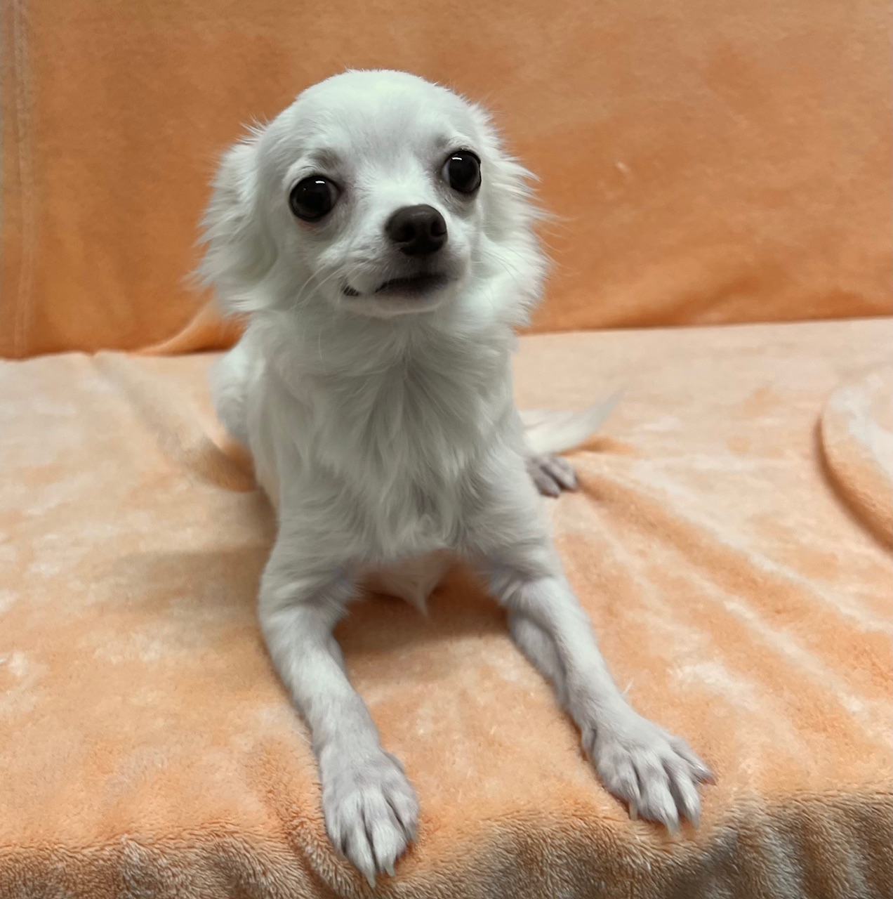 イヌ - 佐久平店 | ペッツワン