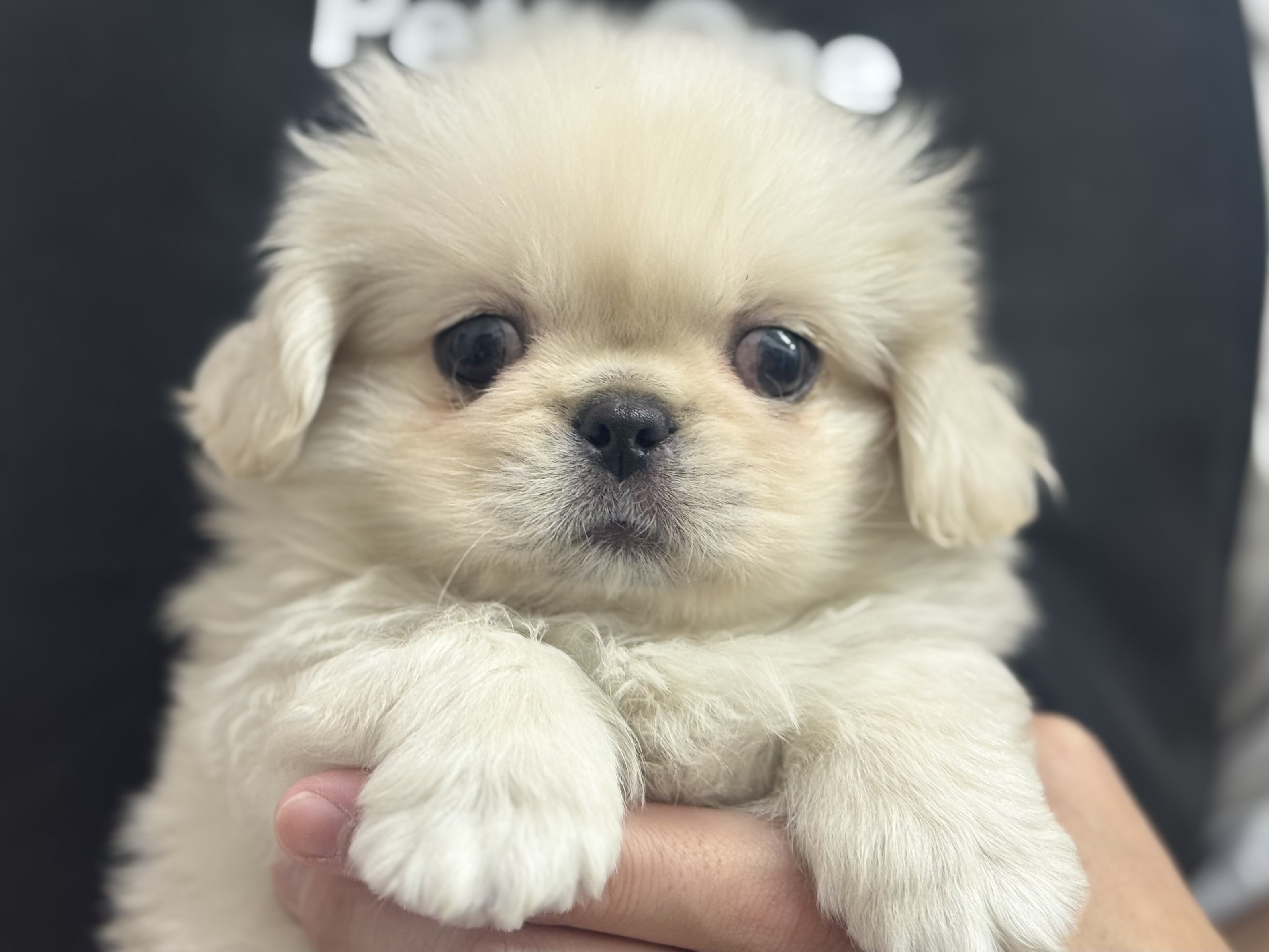 愛知県のペキニーズ (ペッツワン名古屋堀田店/2025年11月2日生まれ/男の子/クリーム)の子犬