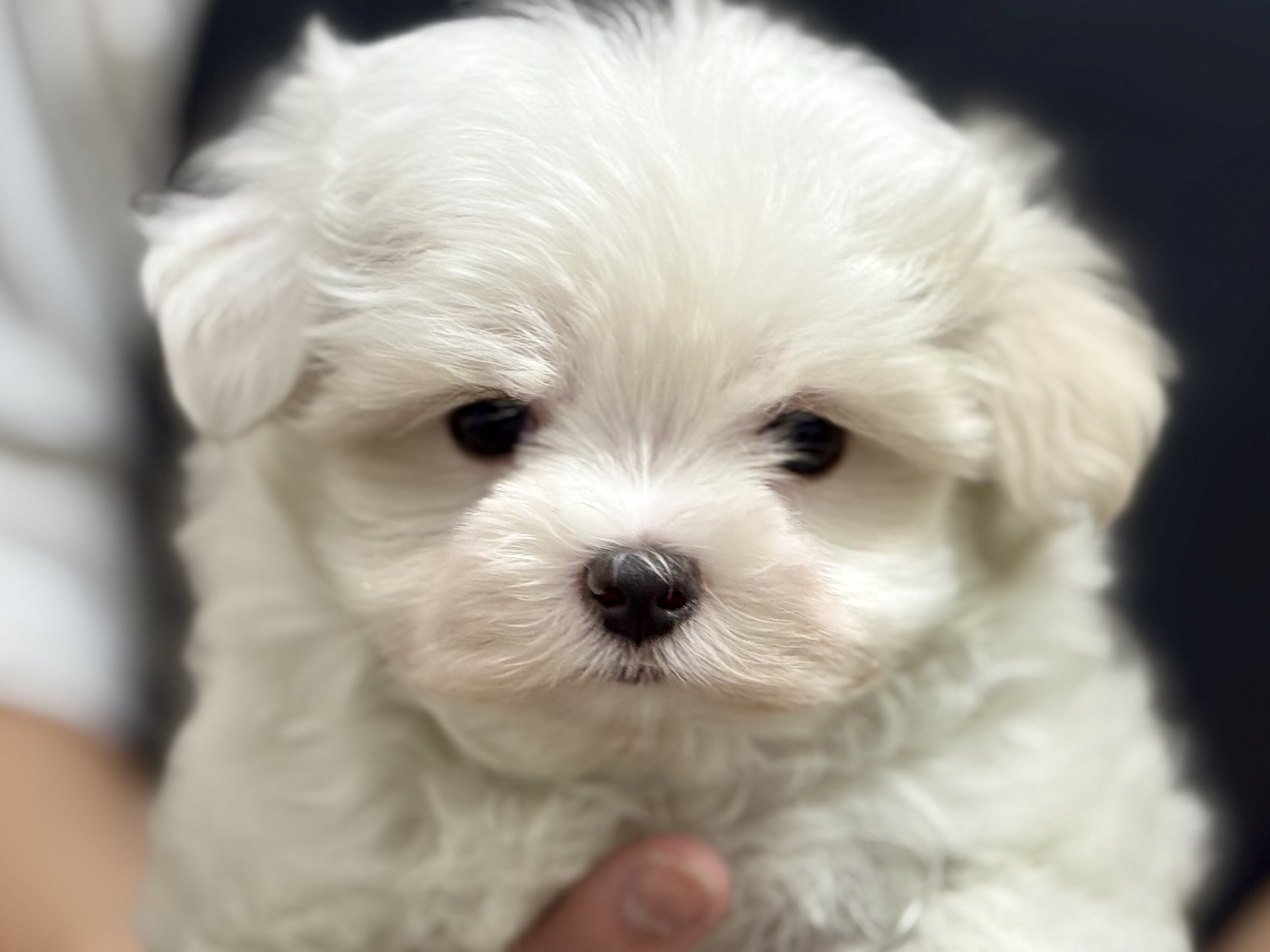 愛知県のマルチーズ (ペッツワン名古屋堀田店/2025年10月28日生まれ/男の子/ホワイト)の子犬