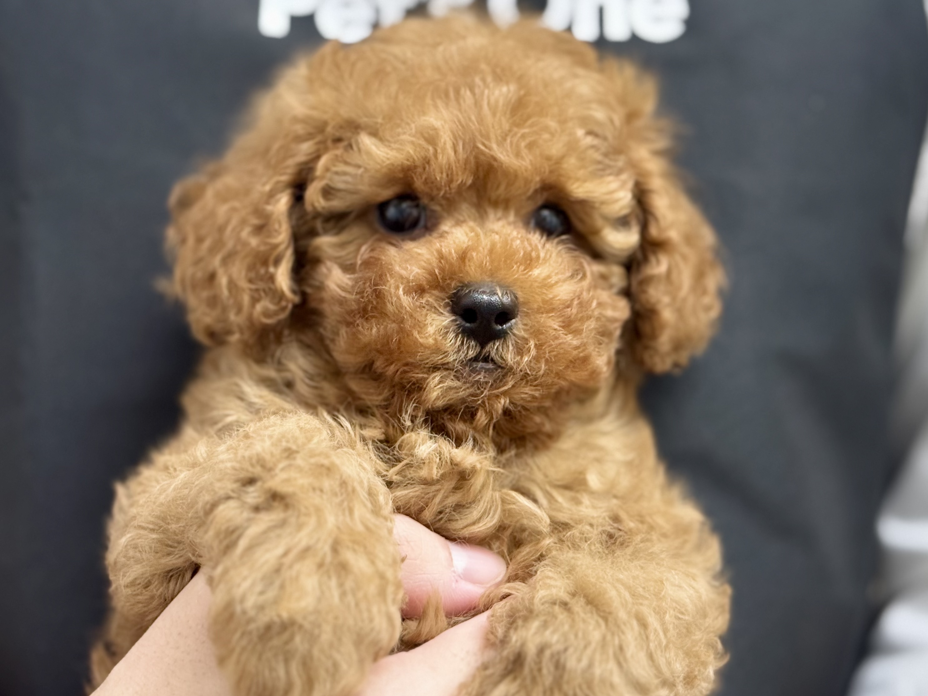 愛知県のトイプードル(トイ) (ペッツワン名古屋堀田店/2025年10月29日生まれ/男の子/レッド)の子犬