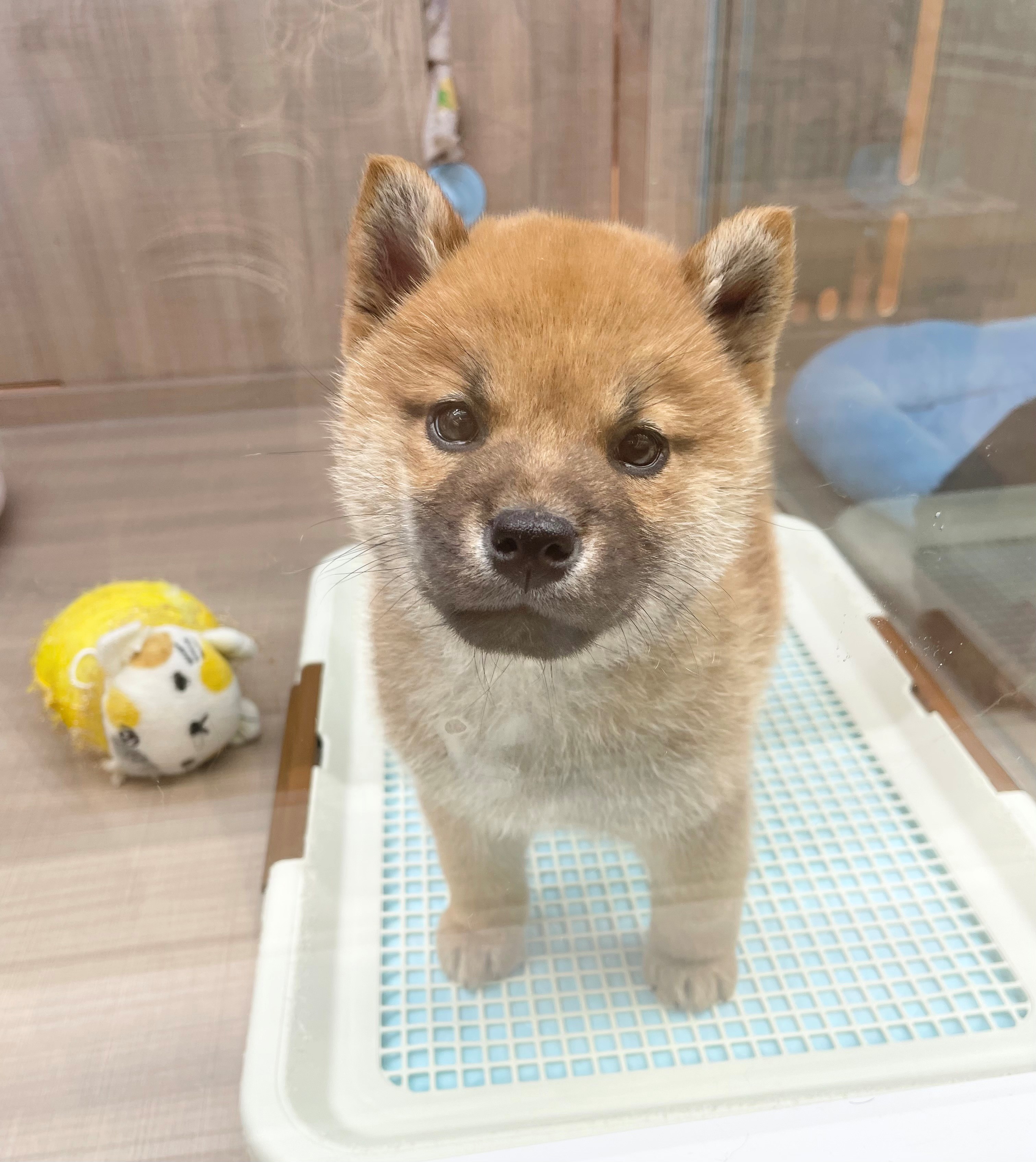 岐阜県の柴犬(標準サイズ) (ペッツワン可児店/2025年10月30日生まれ/男の子/赤)の子犬の2枚目の画像