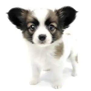 神奈川県のパピヨン (ペッツワン城山店/2025年11月7日生まれ/女の子/ホワイトブラウン)の子犬