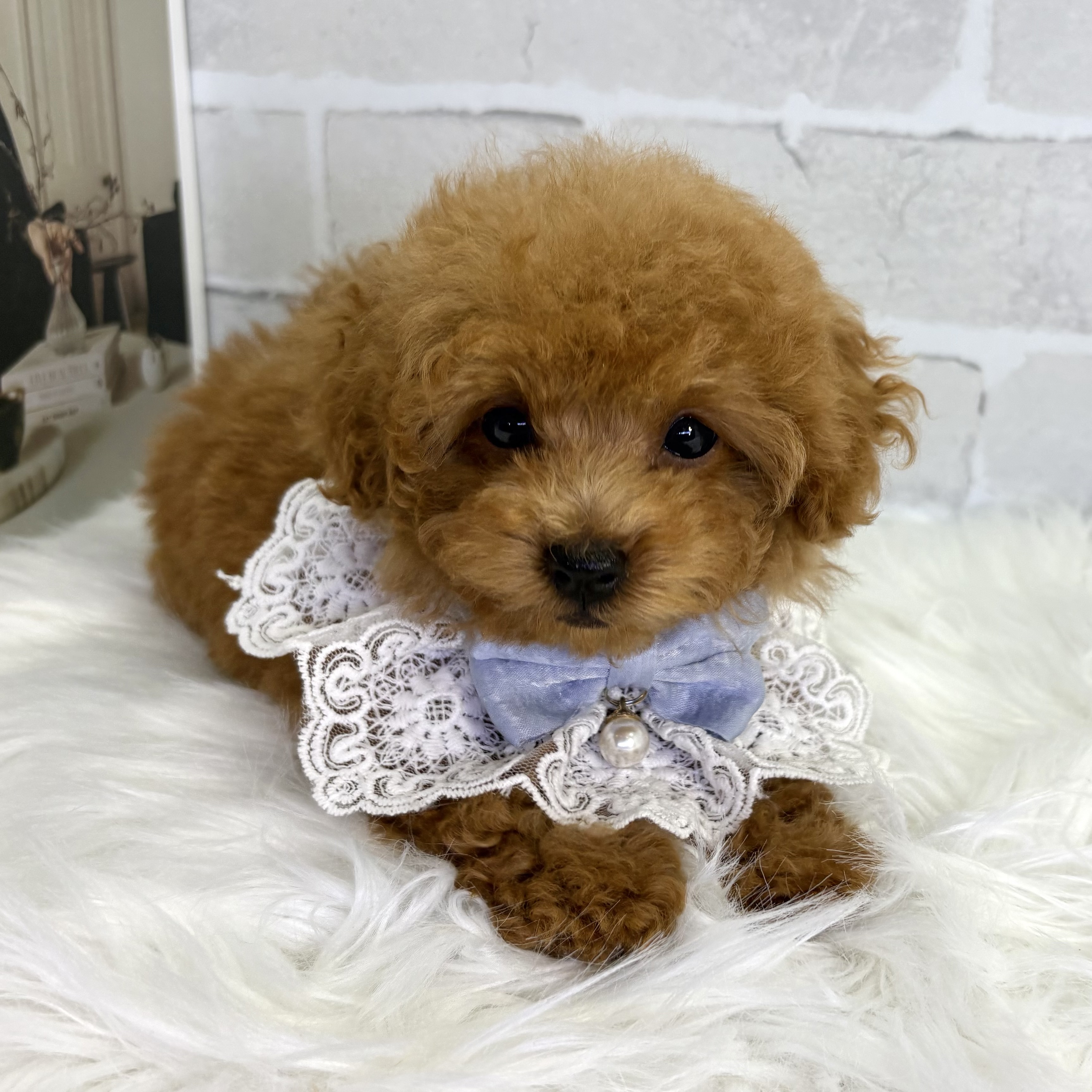 大阪府のトイプードル(トイ) (ペッツワン高槻店/2025年10月22日生まれ/男の子/レッドフォーン)の子犬の3枚目の画像