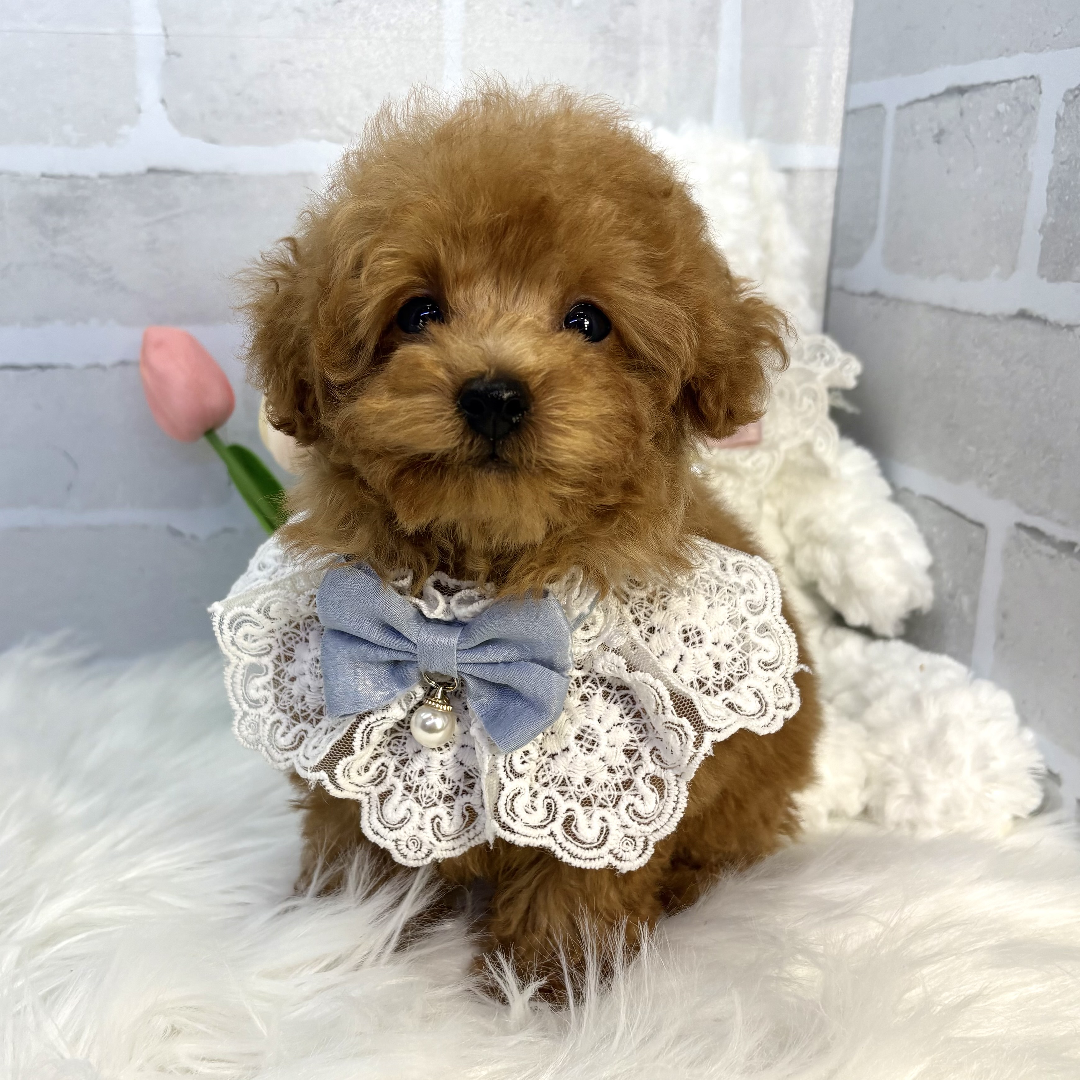 大阪府のトイプードル(トイ) (ペッツワン高槻店/2025年10月22日生まれ/男の子/レッドフォーン)の子犬の2枚目の画像