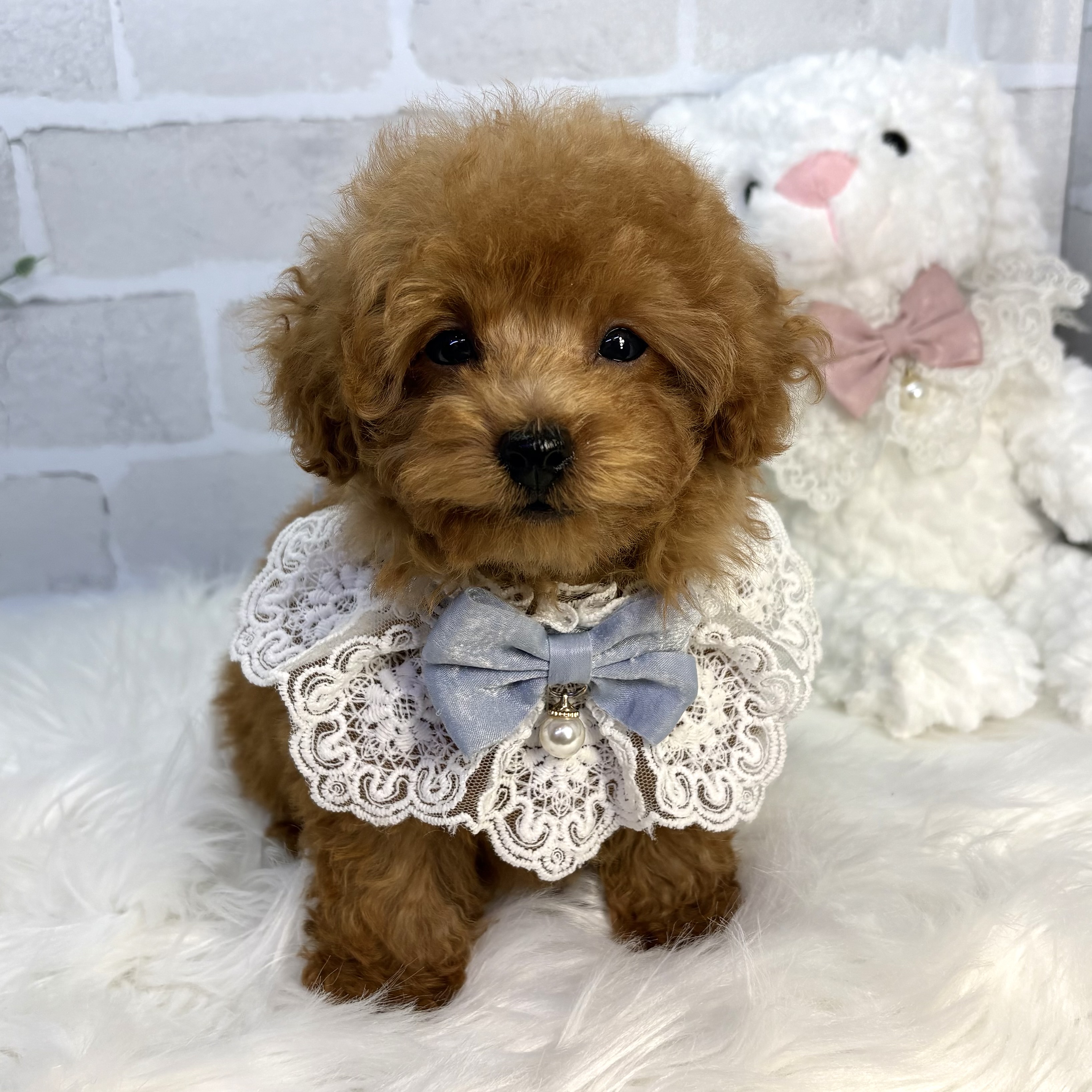 大阪府のトイプードル(トイ) (ペッツワン高槻店/2025年10月22日生まれ/男の子/レッドフォーン)の子犬の1枚目の画像