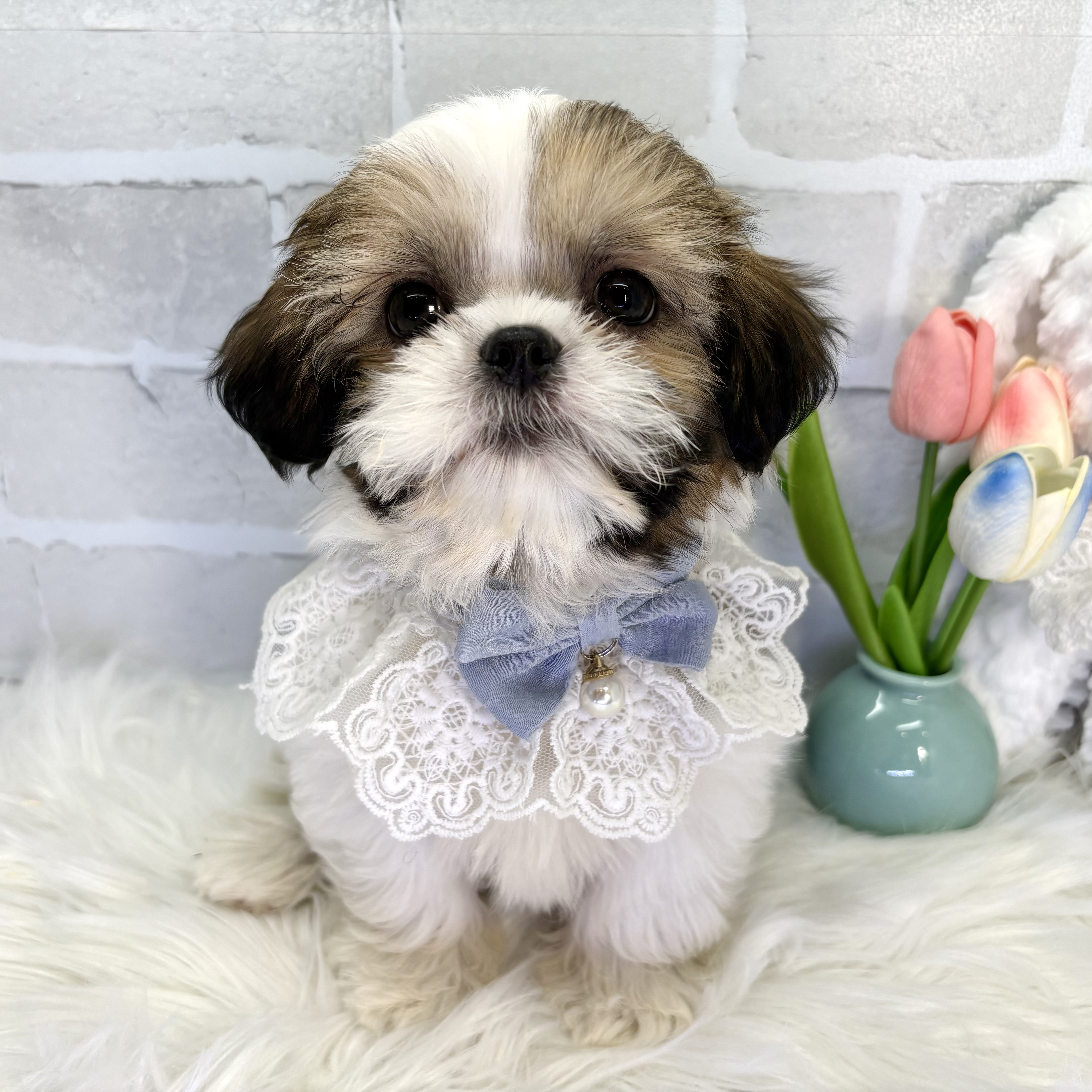大阪府のシーズー (ペッツワン高槻店/2025年10月20日生まれ/男の子/ホワイトゴールド)の子犬の1枚目の画像