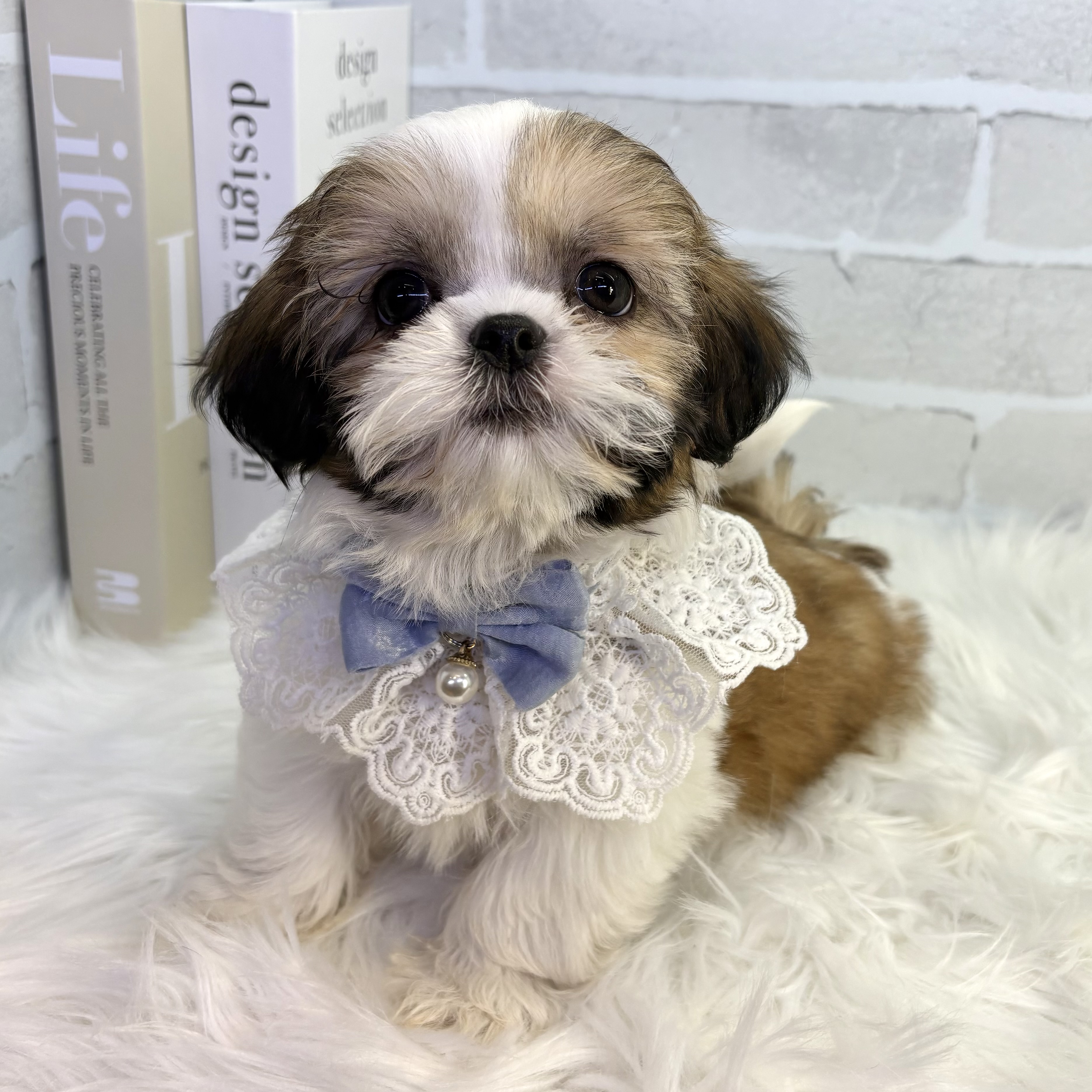 大阪府のシーズー (ペッツワン高槻店/2025年10月20日生まれ/男の子/ホワイトゴールド)の子犬の3枚目の画像