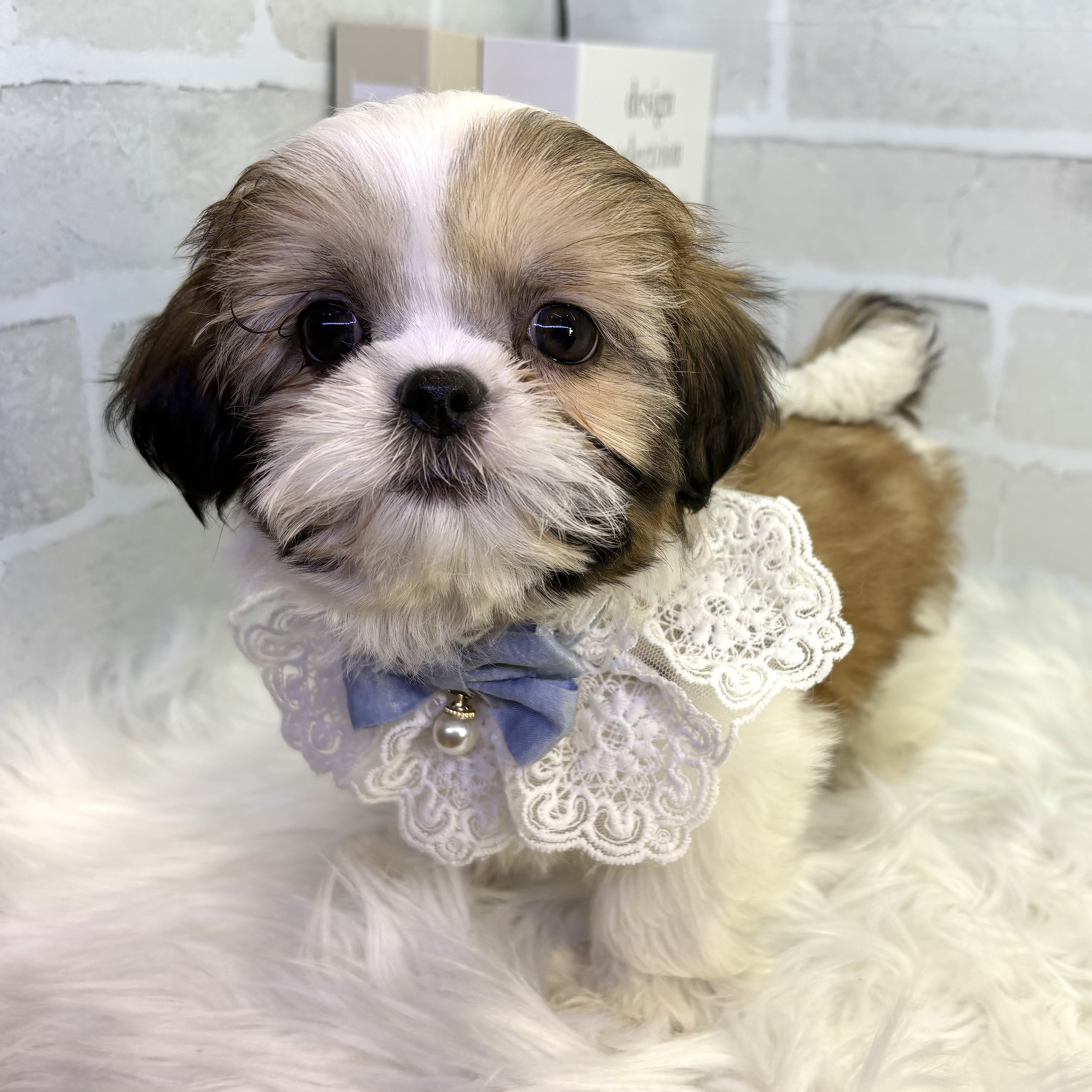 大阪府のシーズー (ペッツワン高槻店/2025年10月20日生まれ/男の子/ホワイトゴールド)の子犬の2枚目の画像