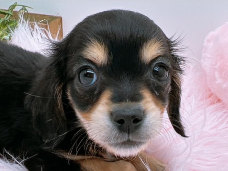 愛知県のハーフ犬・ミックス犬 (ペッツワン小牧店/2025年11月8日生まれ/男の子/ブラック)の子犬