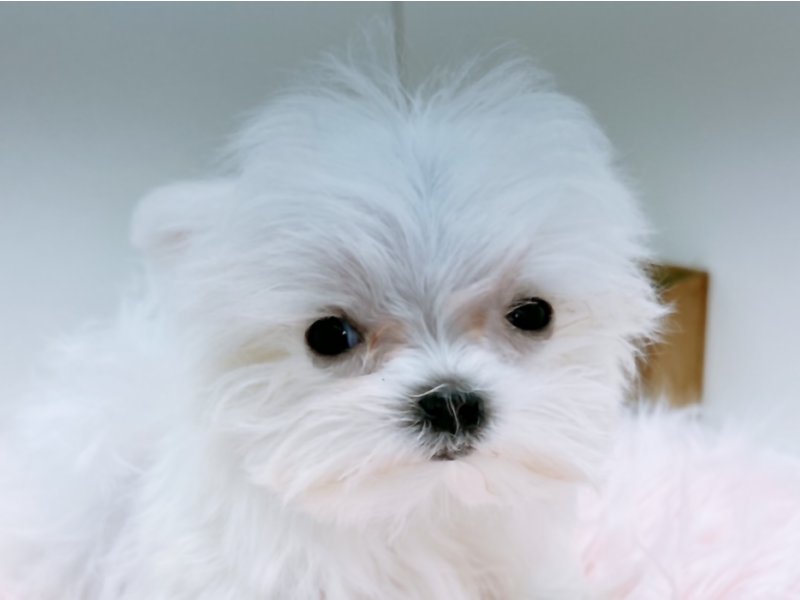 愛知県のマルチーズ (ペッツワン小牧店/2025年10月13日生まれ/女の子/ホワイト)の子犬