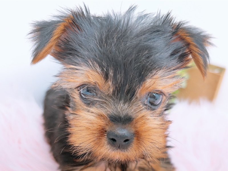 愛知県のヨークシャーテリア (ペッツワン小牧店/2025年11月9日生まれ/女の子/その他色)の子犬