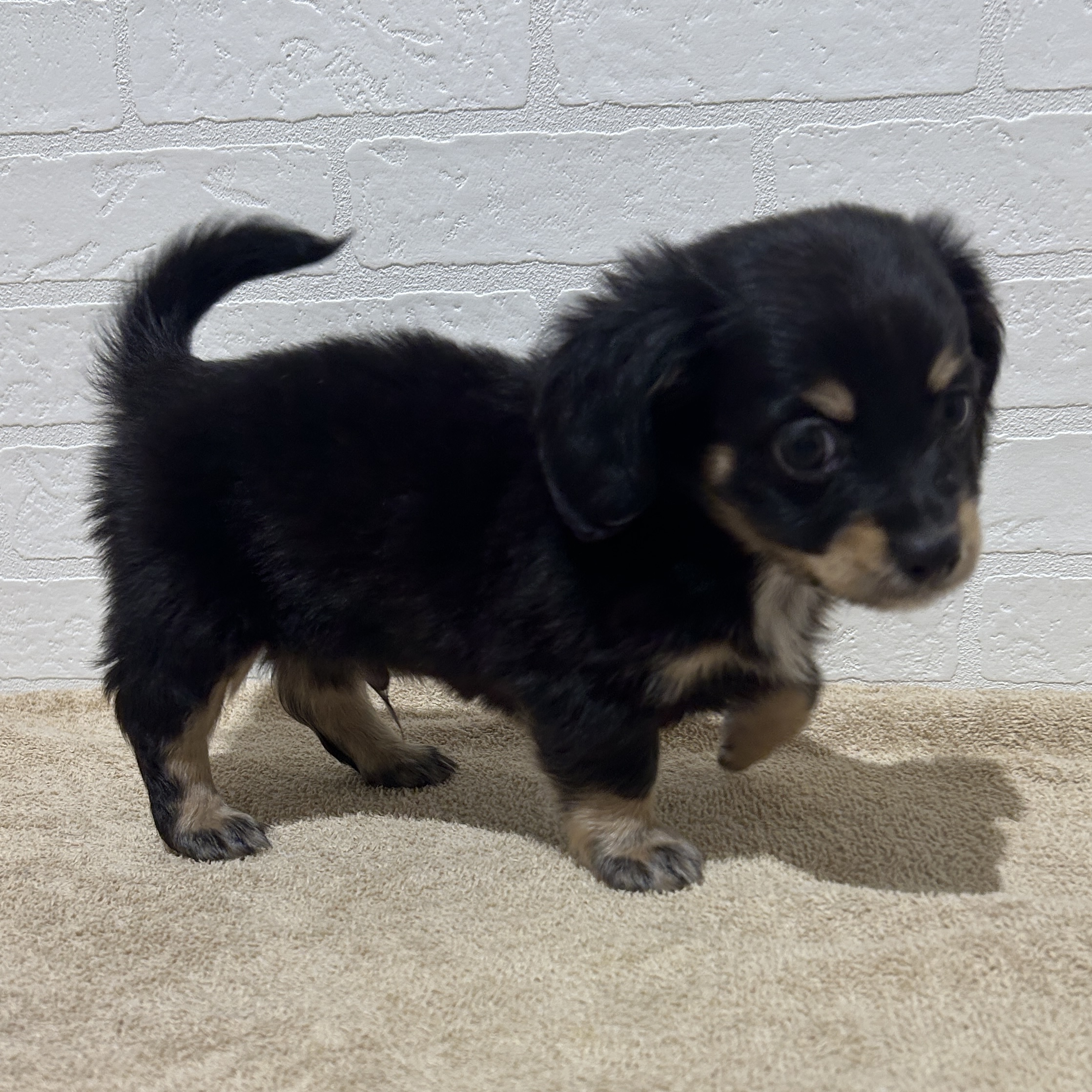 愛知県のハーフ犬・ミックス犬 (ペッツワン常滑店/2025年11月8日生まれ/男の子/ブラッククリーム)の子犬の3枚目の画像