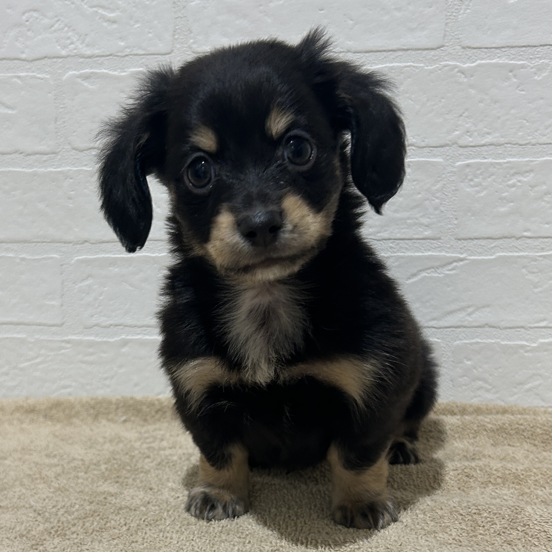 愛知県のハーフ犬・ミックス犬 (ペッツワン常滑店/2025年11月8日生まれ/男の子/ブラッククリーム)の子犬の1枚目の画像