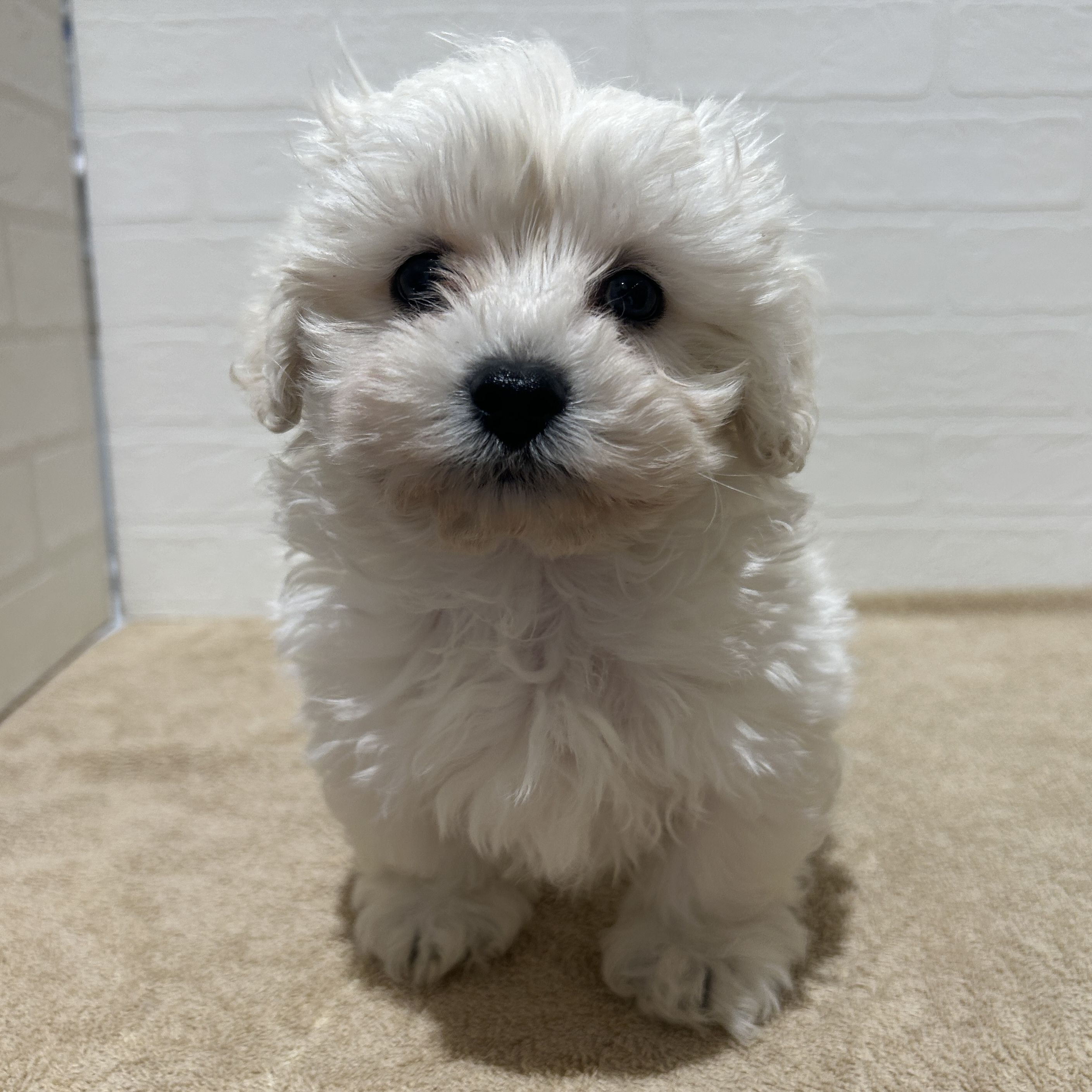 愛知県のハーフ犬・ミックス犬 (ペッツワン常滑店/2025年11月6日生まれ/男の子/ホワイト)の子犬の2枚目の画像