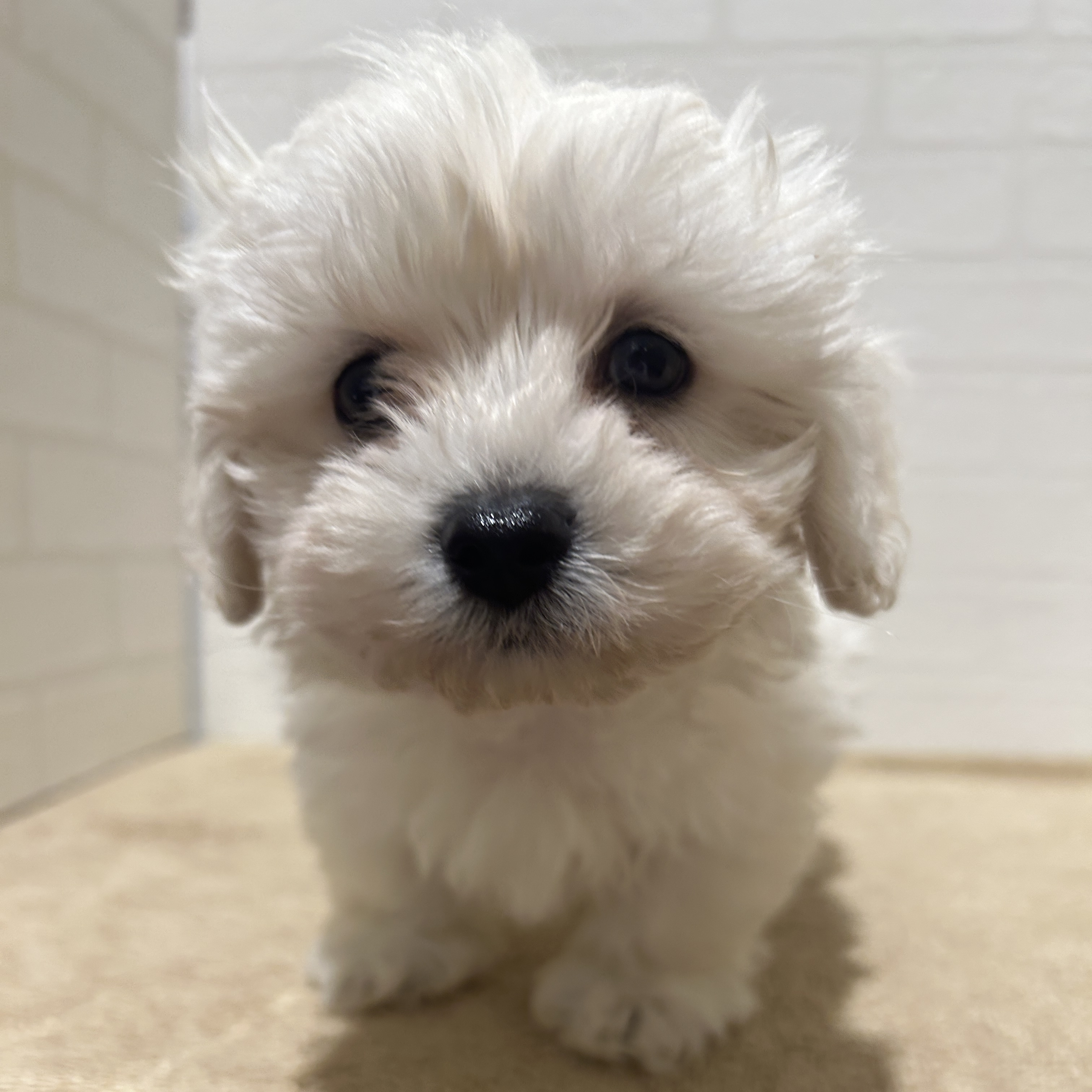 愛知県のハーフ犬・ミックス犬 (ペッツワン常滑店/2025年11月6日生まれ/男の子/ホワイト)の子犬の1枚目の画像